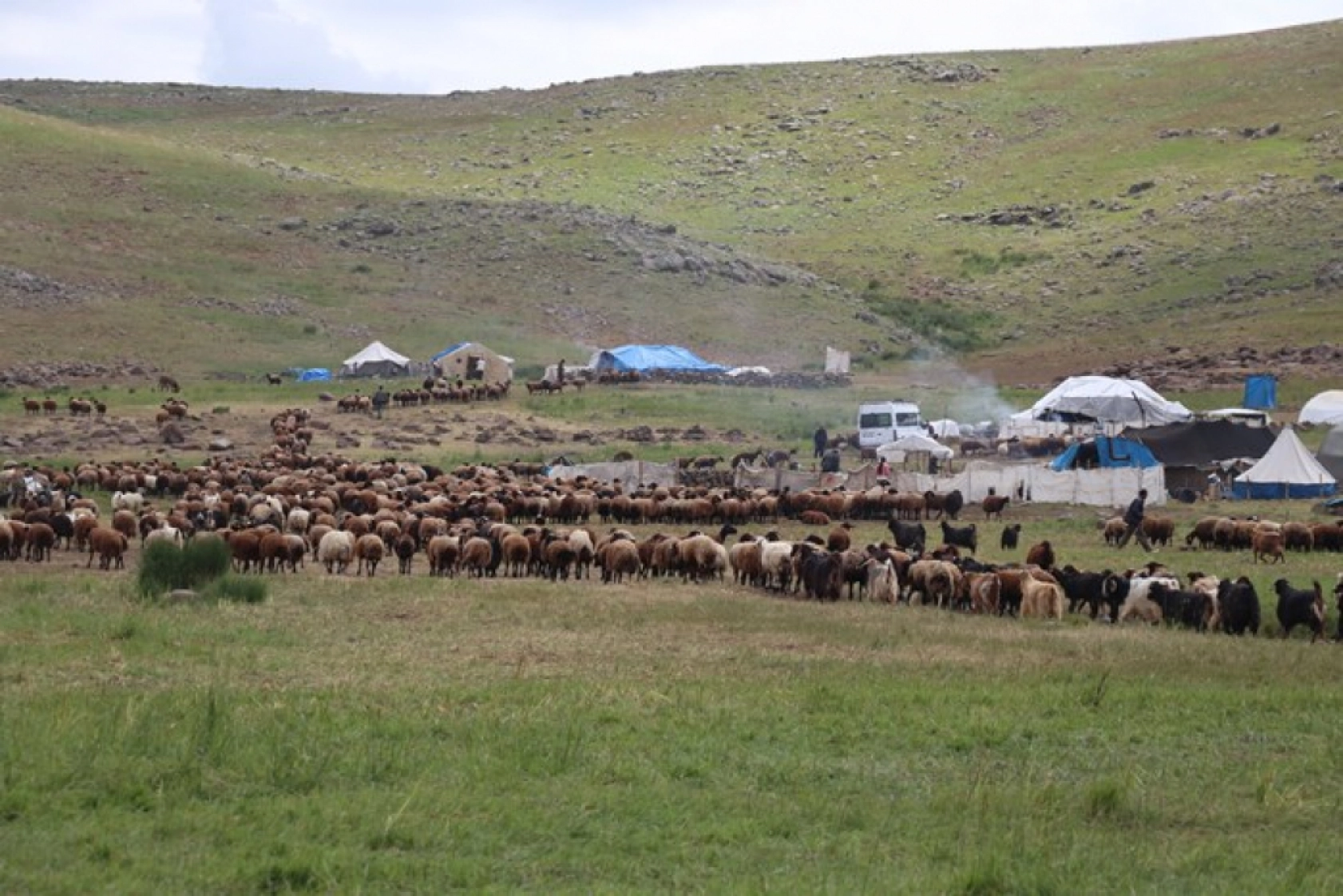 Ağrı'daki 371 yaylaya yerleşen göçer aileler yazı çadırlarda geçiriyor