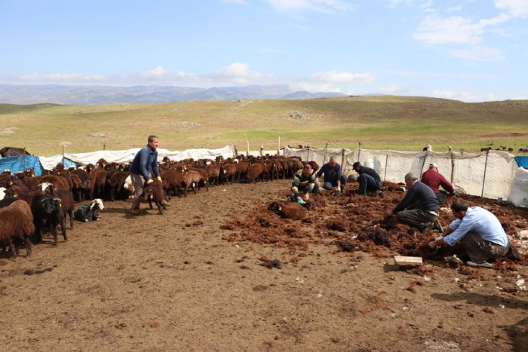 Ağrı'daki 371 yaylaya yerleşen göçer aileler yazı çadırlarda geçiriyor