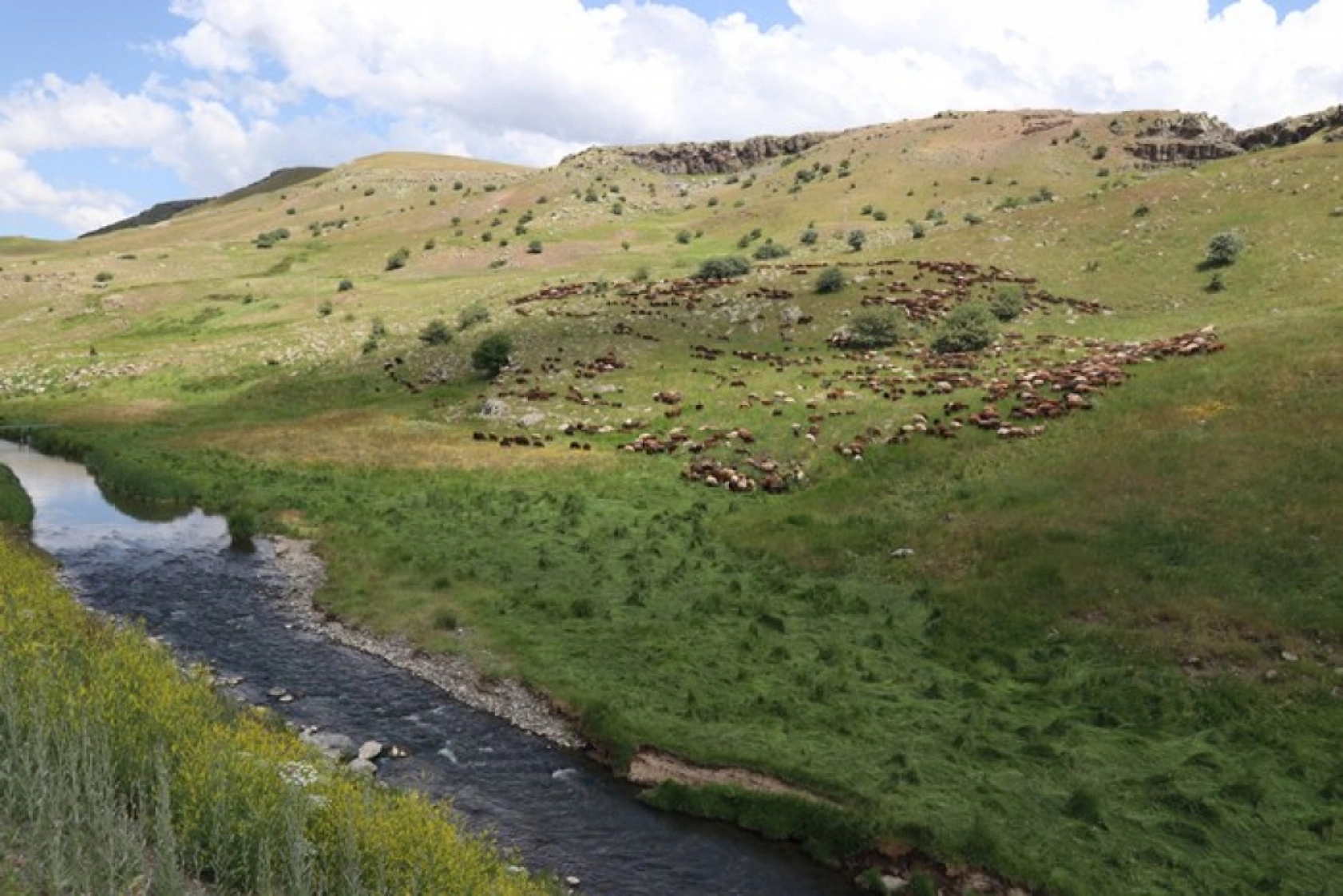 Ağrı'daki 371 yaylaya yerleşen göçer aileler yazı çadırlarda geçiriyor