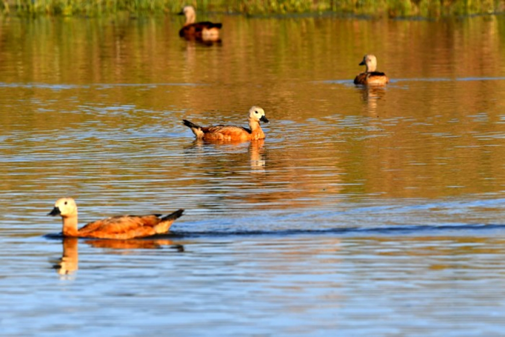 Sarıkamış'ın sulak alanları yaban kuşlarına ev sahipliği yapıyor