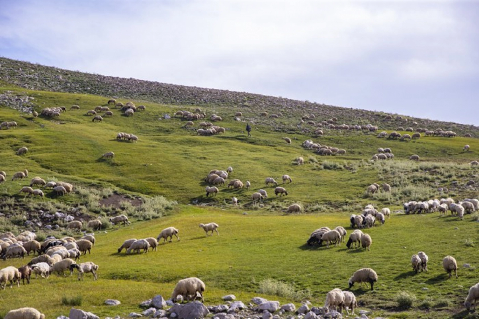 Tunceli Yaylalarında Zorlu Mesai: Göçerler Doğal Peynir Üretimiyle Geçimini Sağlıyor