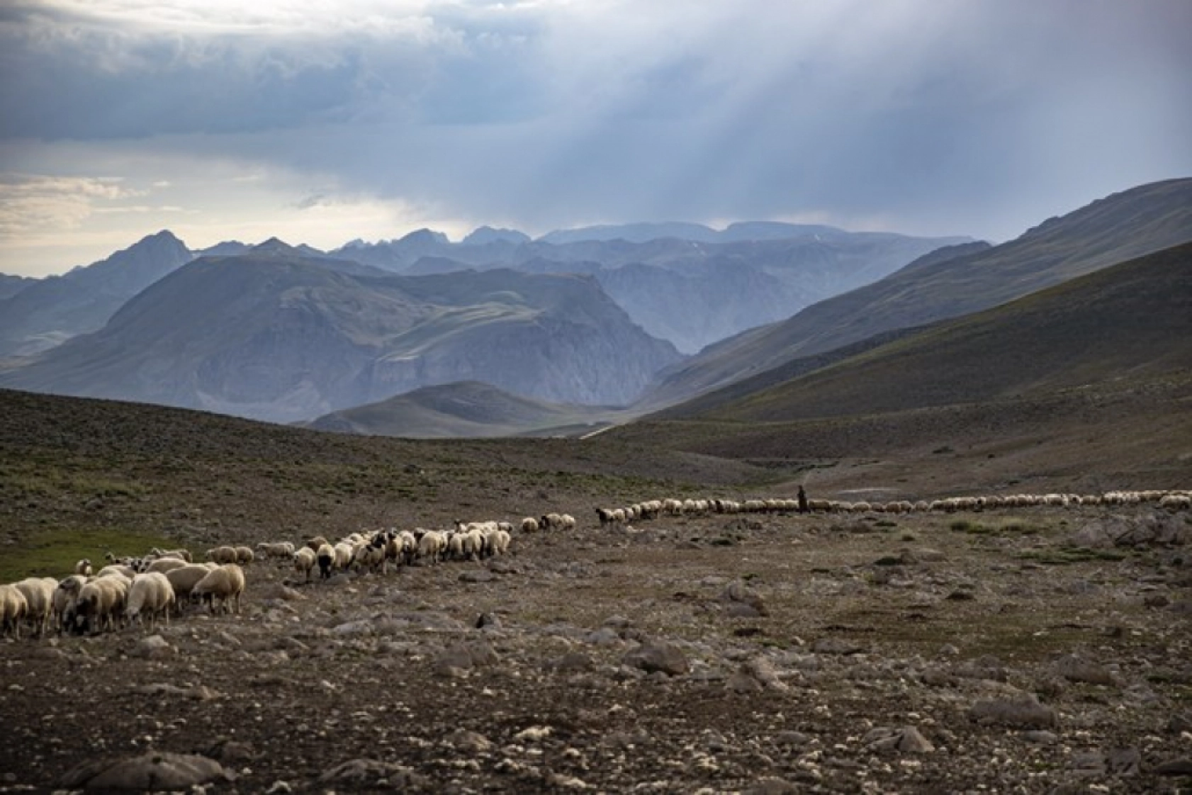 Tunceli Yaylalarında Zorlu Mesai: Göçerler Doğal Peynir Üretimiyle Geçimini Sağlıyor