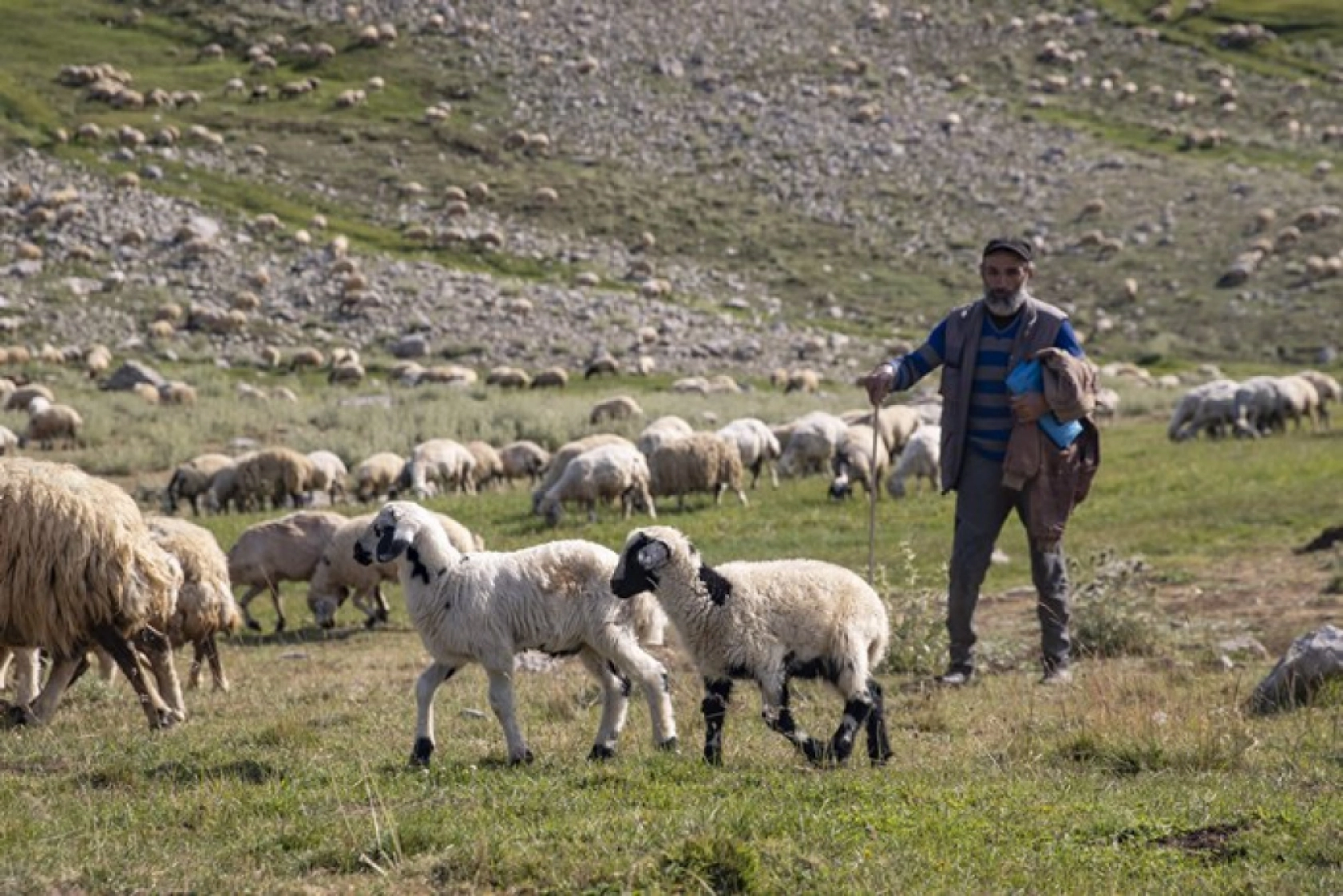 Tunceli Yaylalarında Zorlu Mesai: Göçerler Doğal Peynir Üretimiyle Geçimini Sağlıyor