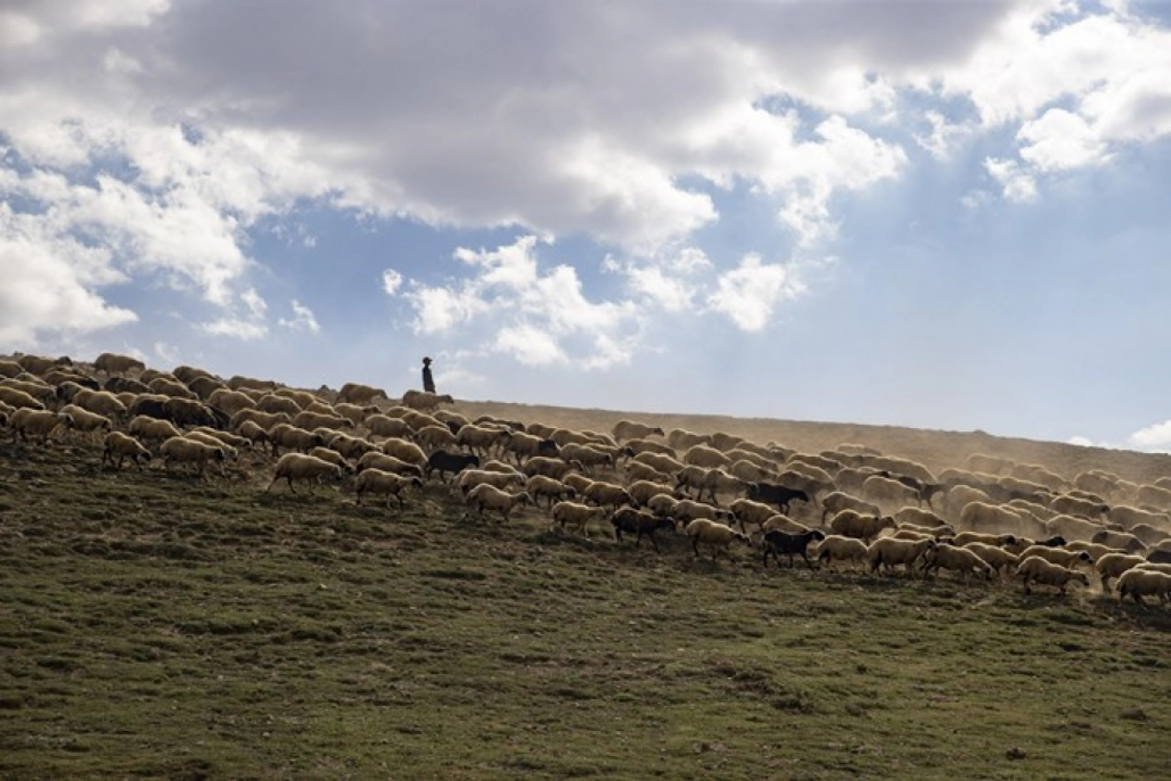 Tunceli Yaylalarında Zorlu Mesai: Göçerler Doğal Peynir Üretimiyle Geçimini Sağlıyor