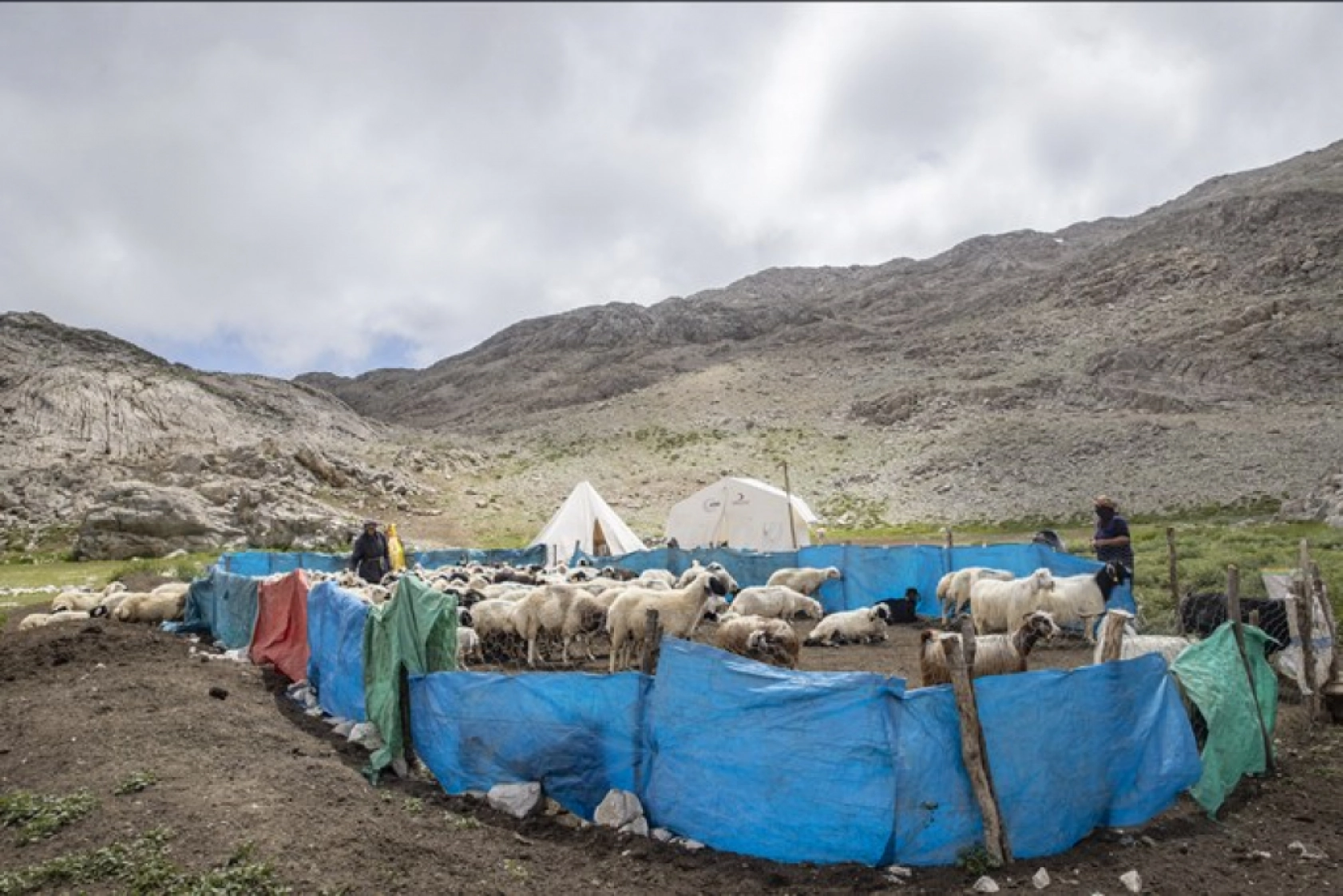 Tunceli Yaylalarında Zorlu Mesai: Göçerler Doğal Peynir Üretimiyle Geçimini Sağlıyor