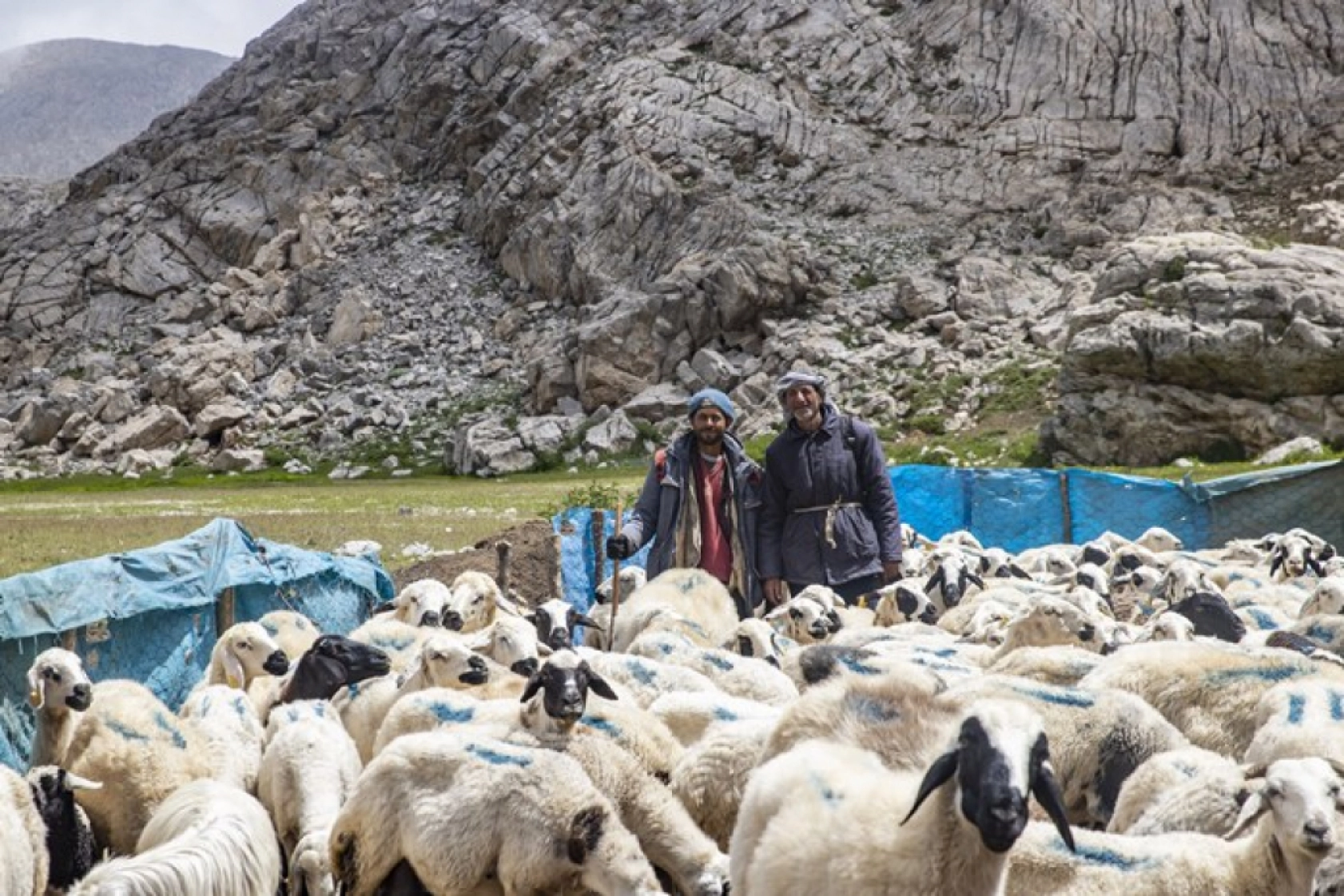 Tunceli Yaylalarında Zorlu Mesai: Göçerler Doğal Peynir Üretimiyle Geçimini Sağlıyor