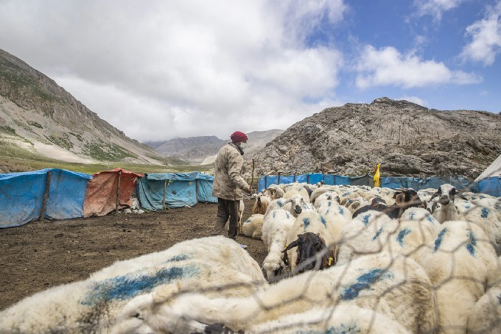 Tunceli Yaylalarında Zorlu Mesai: Göçerler Doğal Peynir Üretimiyle Geçimini Sağlıyor