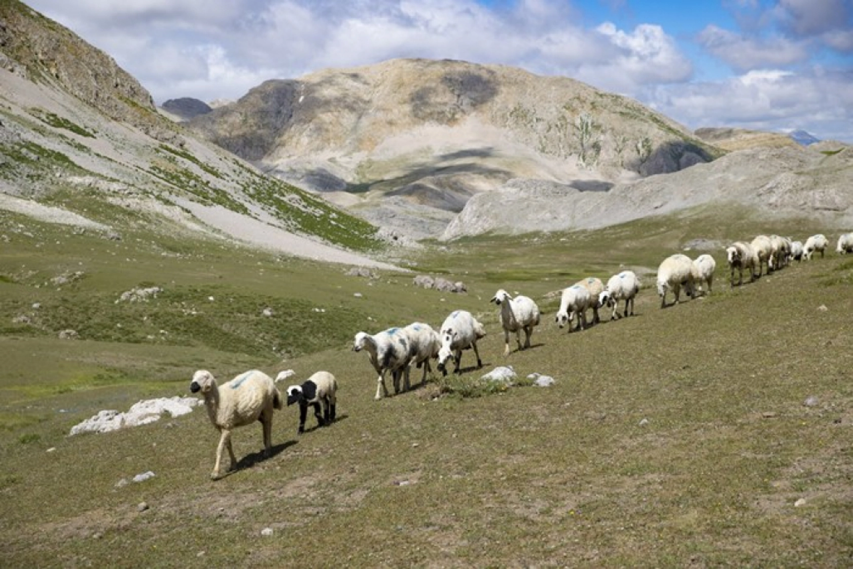 Tunceli Yaylalarında Zorlu Mesai: Göçerler Doğal Peynir Üretimiyle Geçimini Sağlıyor