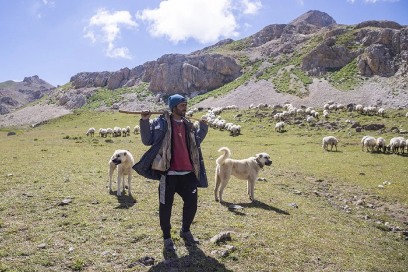 Tunceli Yaylalarında Zorlu Mesai: Göçerler Doğal Peynir Üretimiyle Geçimini Sağlıyor