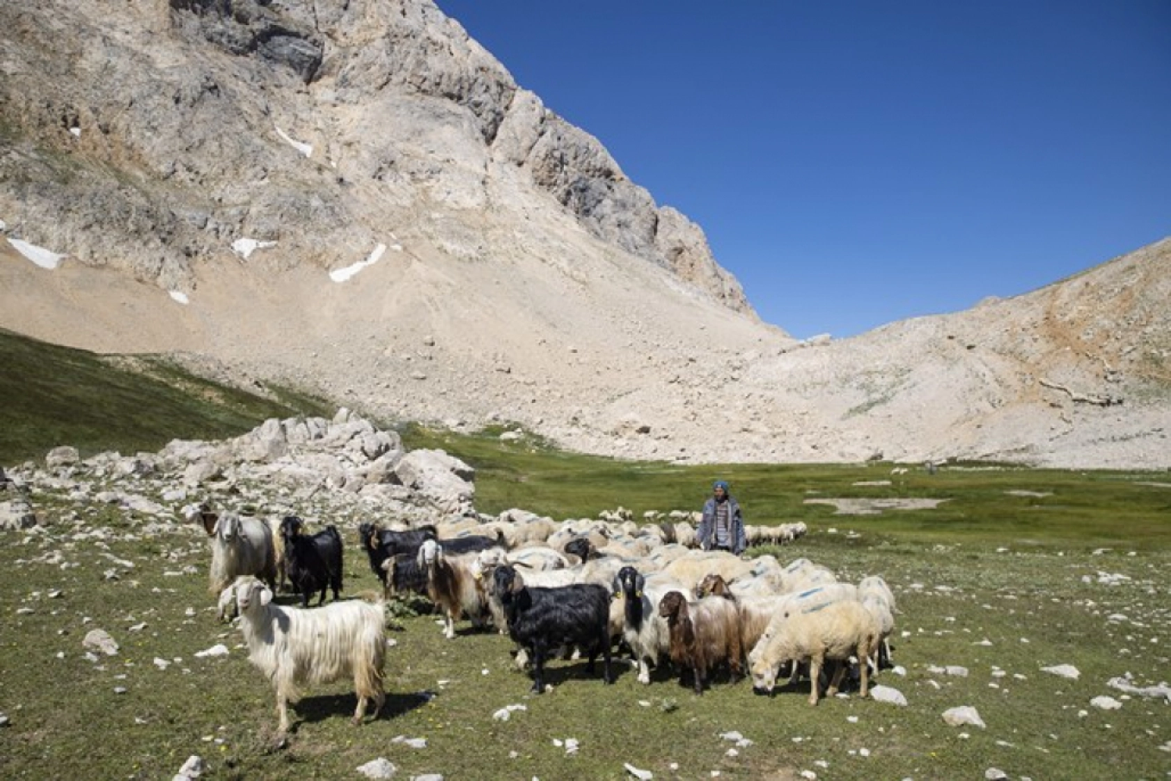 Tunceli Yaylalarında Zorlu Mesai: Göçerler Doğal Peynir Üretimiyle Geçimini Sağlıyor