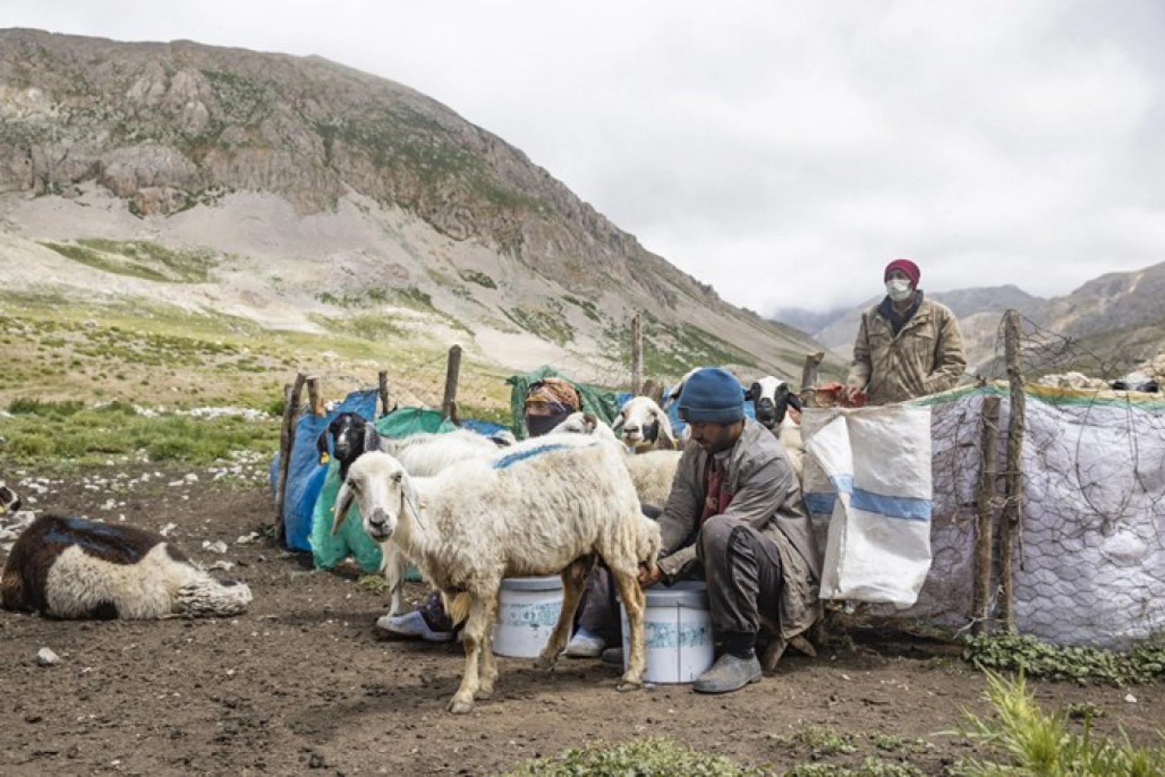 Tunceli Yaylalarında Zorlu Mesai: Göçerler Doğal Peynir Üretimiyle Geçimini Sağlıyor