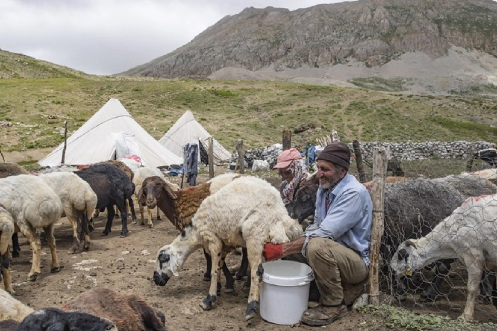 Tunceli Yaylalarında Zorlu Mesai: Göçerler Doğal Peynir Üretimiyle Geçimini Sağlıyor