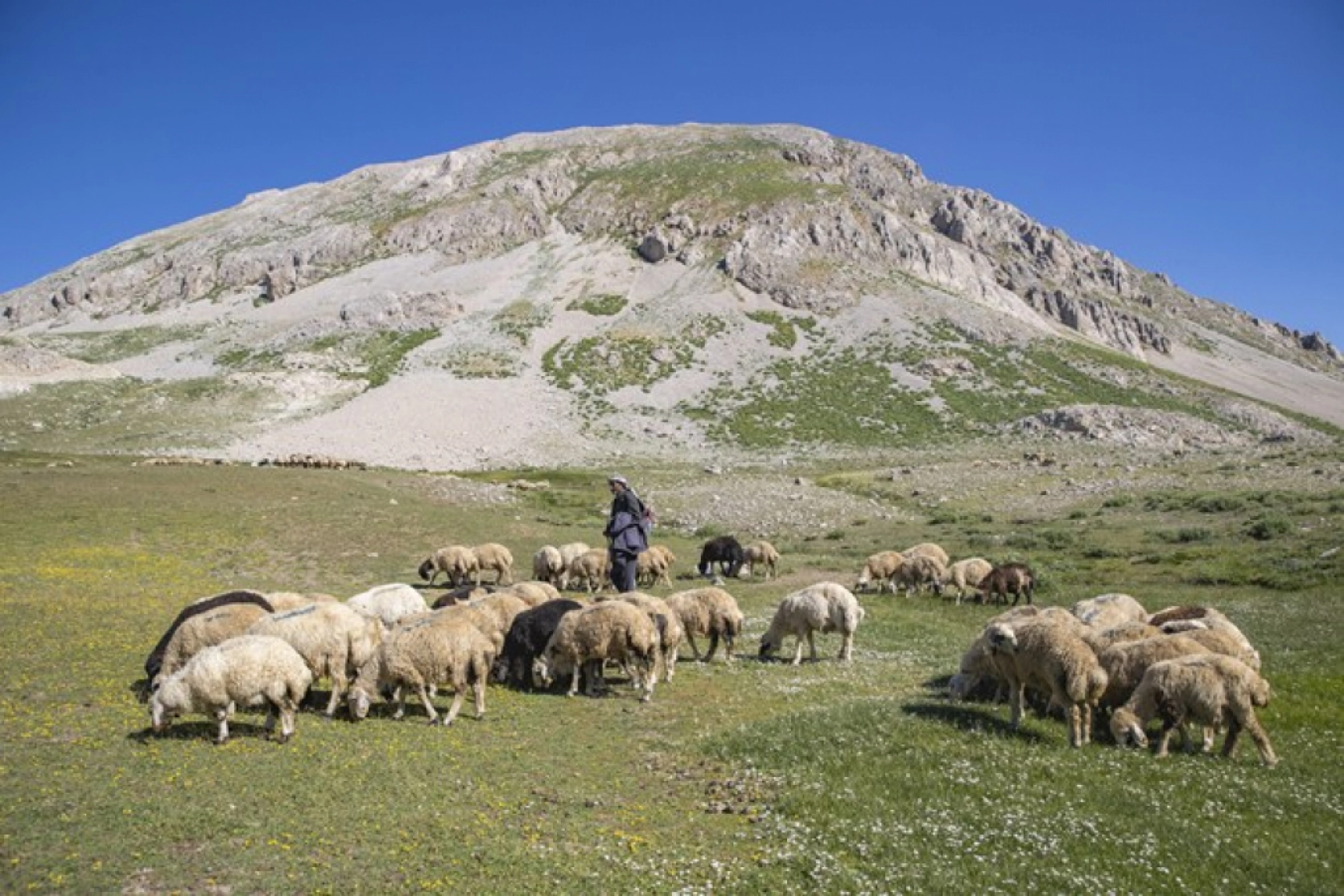 Tunceli Yaylalarında Zorlu Mesai: Göçerler Doğal Peynir Üretimiyle Geçimini Sağlıyor