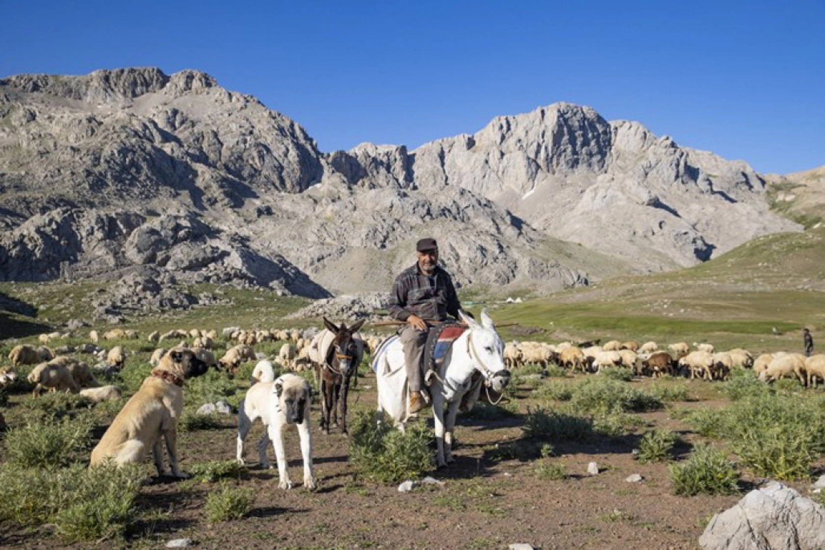 Tunceli Yaylalarında Zorlu Mesai: Göçerler Doğal Peynir Üretimiyle Geçimini Sağlıyor