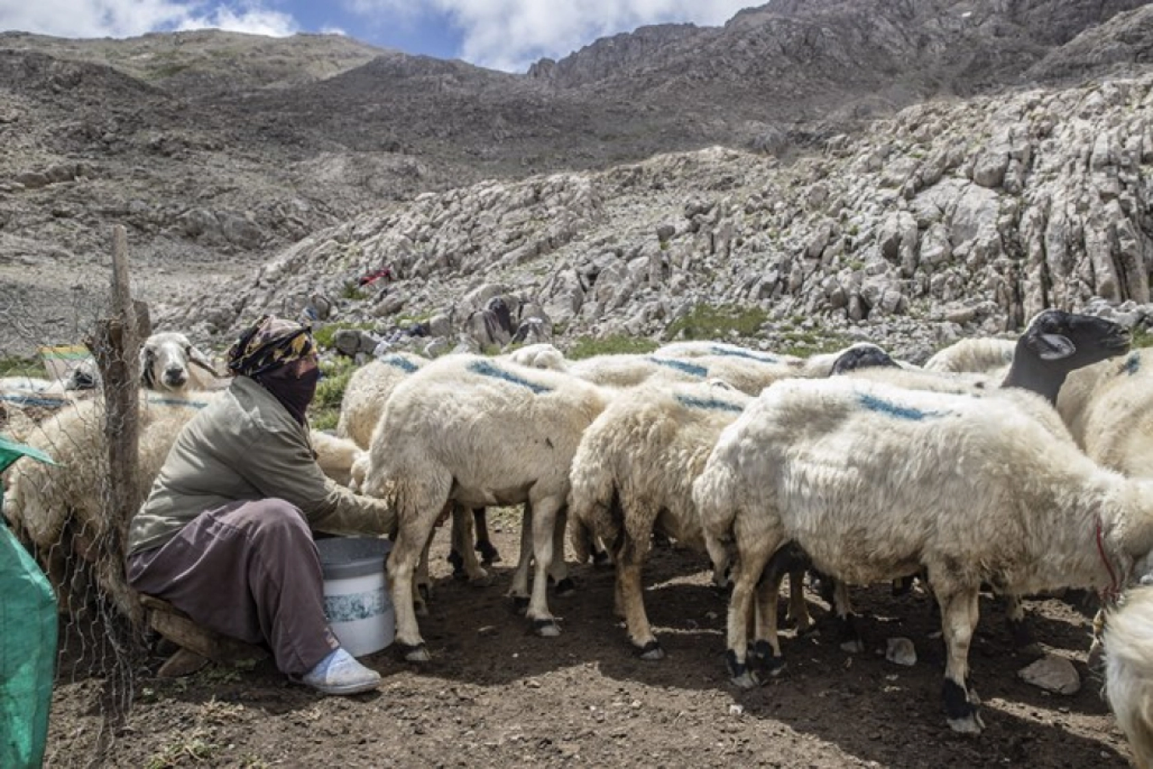 Tunceli Yaylalarında Zorlu Mesai: Göçerler Doğal Peynir Üretimiyle Geçimini Sağlıyor