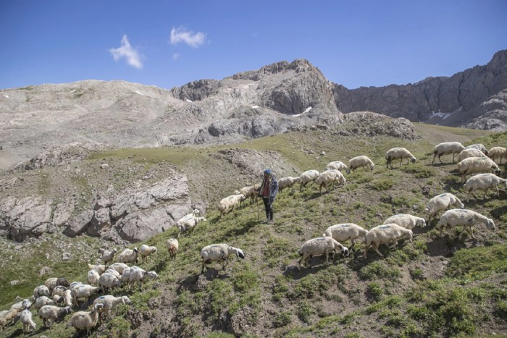 Tunceli Yaylalarında Zorlu Mesai: Göçerler Doğal Peynir Üretimiyle Geçimini Sağlıyor