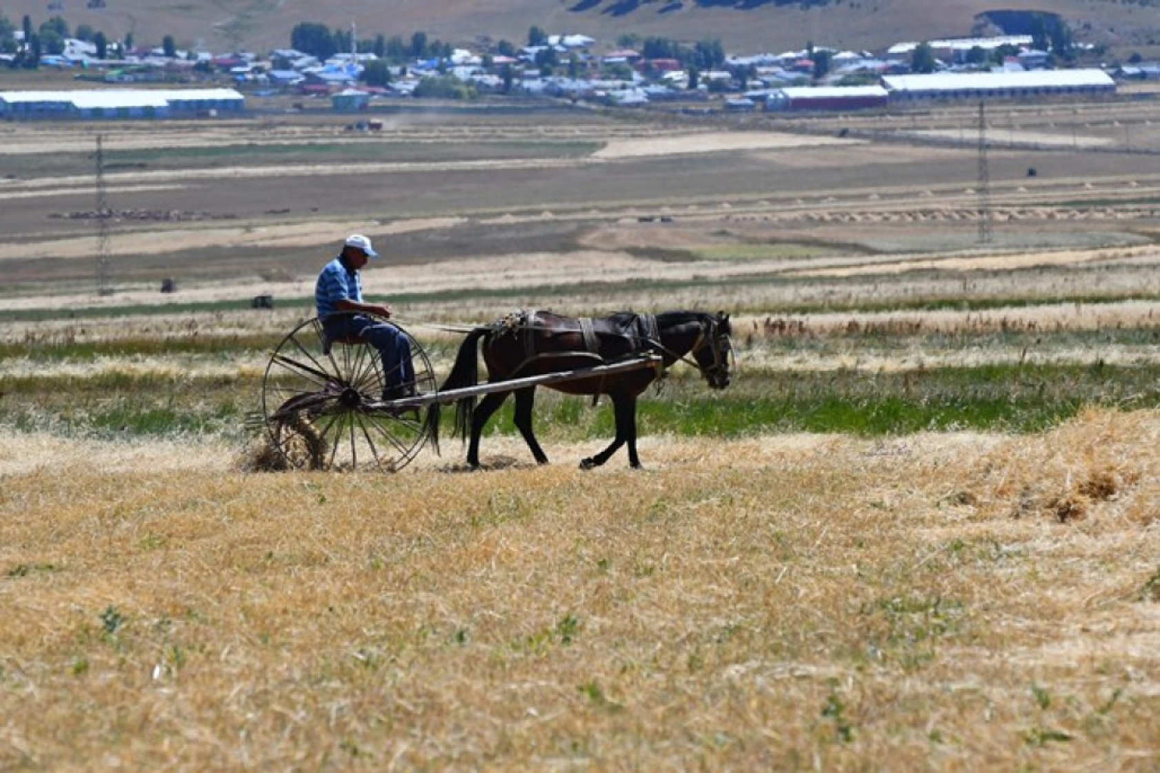 Sarıkamış'ta Çiftçiler Biçerdöver ve At Tırmığıyla Hasatta