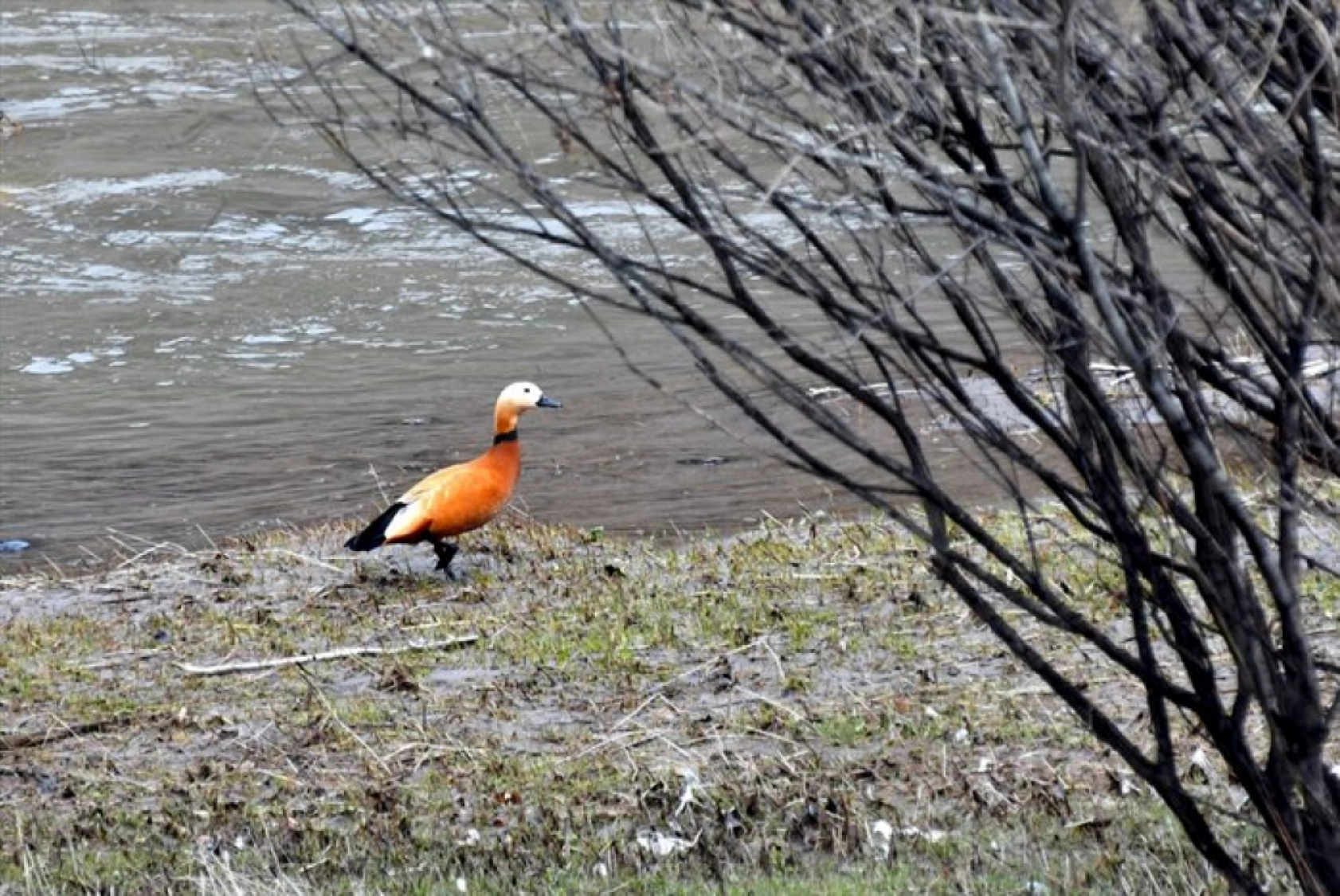 Havaların ısınmasıyla Sarıkamış'ta baharın güzellikleri ortaya çıktı