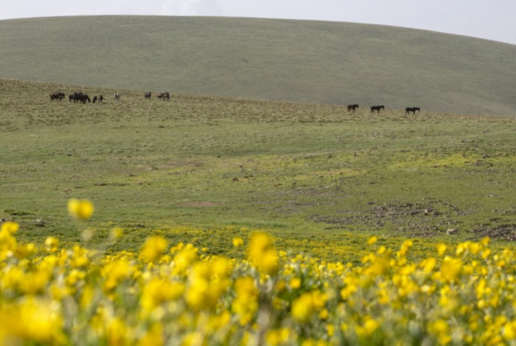 Yılkı atları Yama Dağı'nda özgürce koşuyor