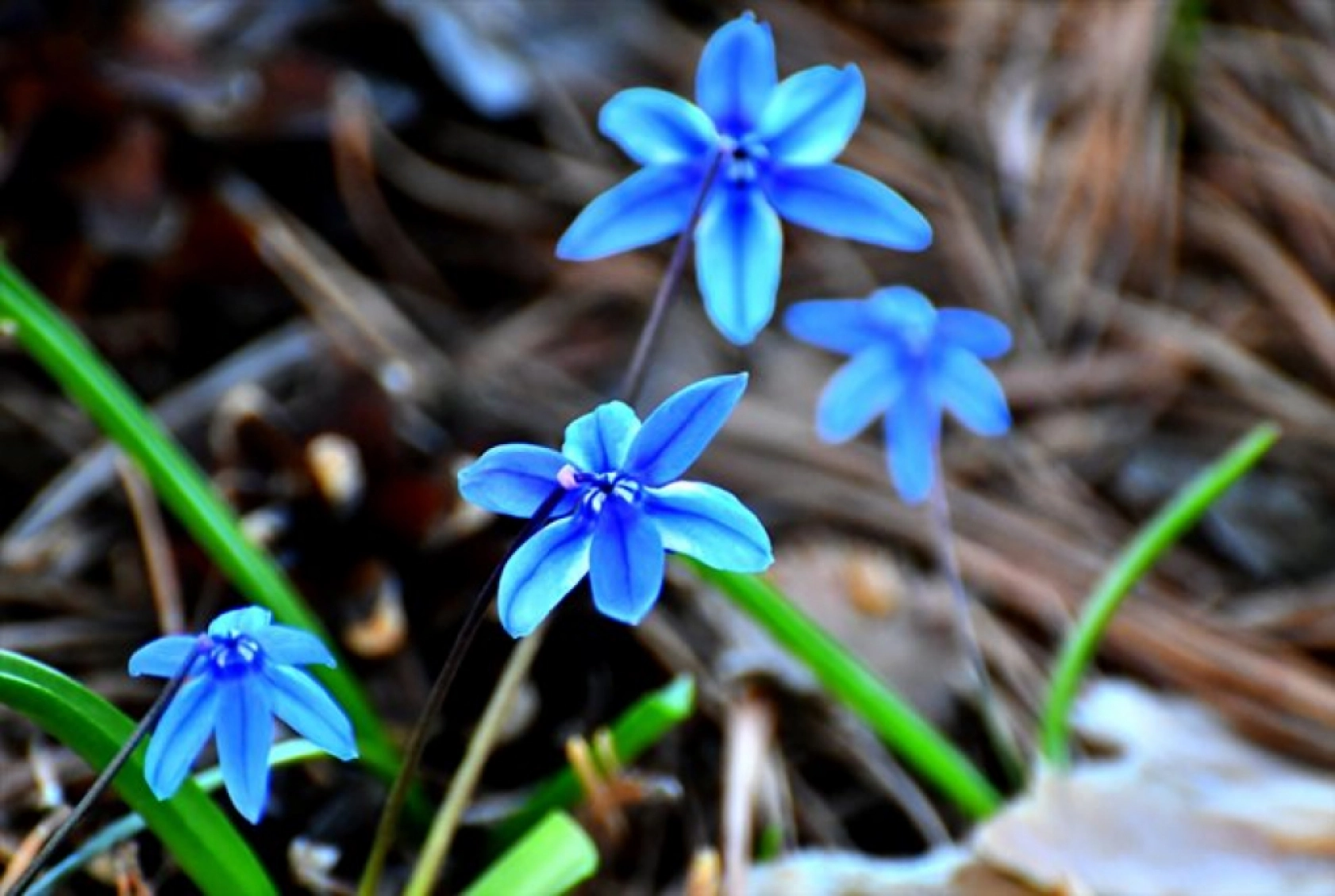 Havaların ısınmasıyla Sarıkamış'ta baharın güzellikleri ortaya çıktı