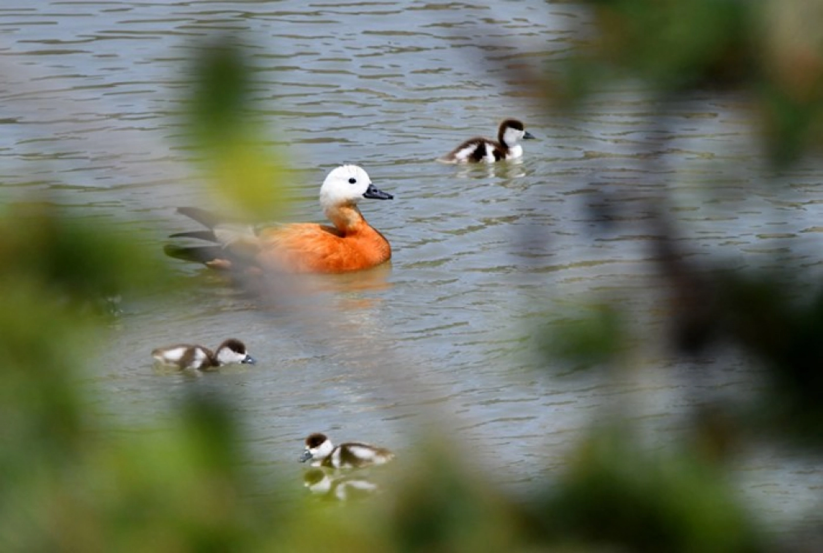 Kars'ta yumurtadan çıkan angutlar doğayla buluştu