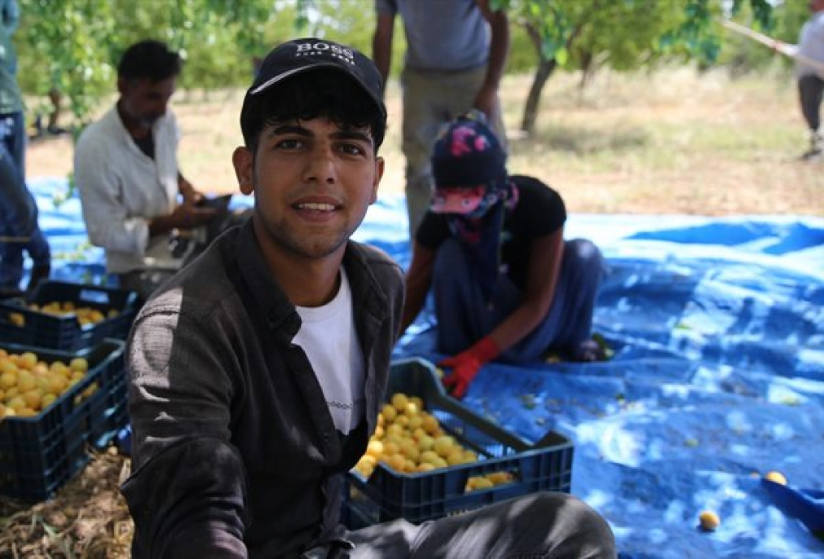 Mevsimlik tarım işçileri kayısı mesaisinde