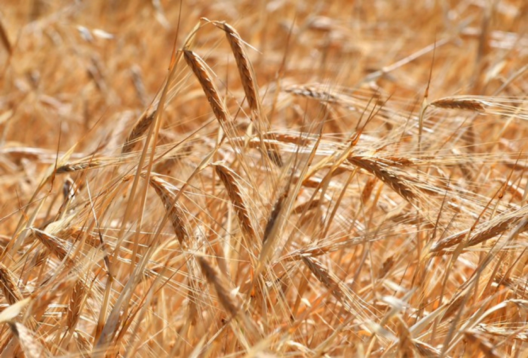 Sarıkamış'ta Çiftçiler Biçerdöver ve At Tırmığıyla Hasatta