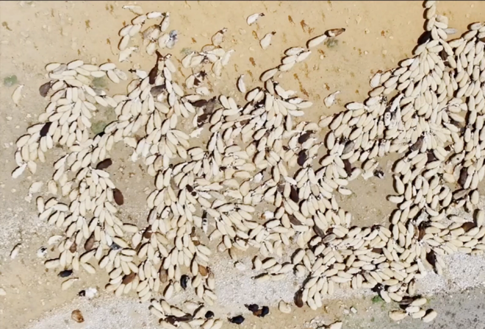 Havanın ısınmasıyla Van'ın yaylalarındaki hareketlilik arttı