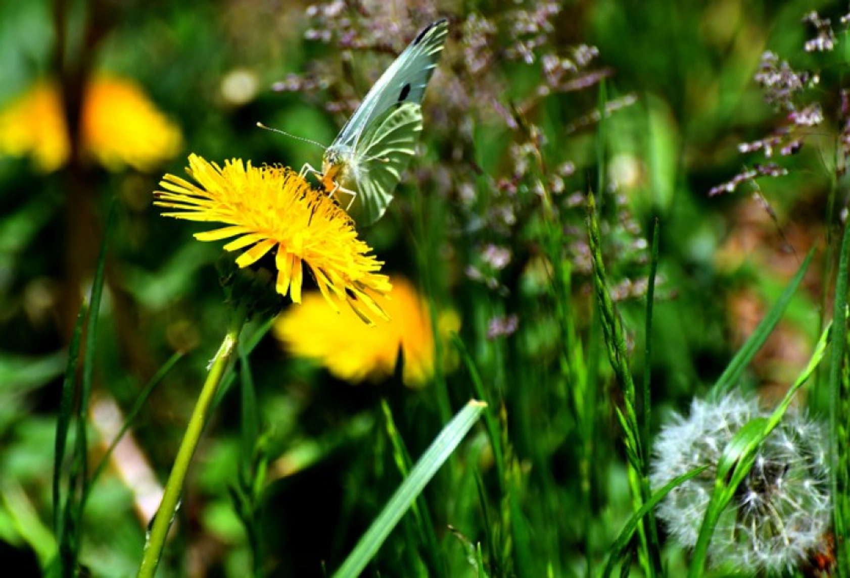 Kars'ın yüksek kesimleri rengarenk çiçeklerle kaplandı