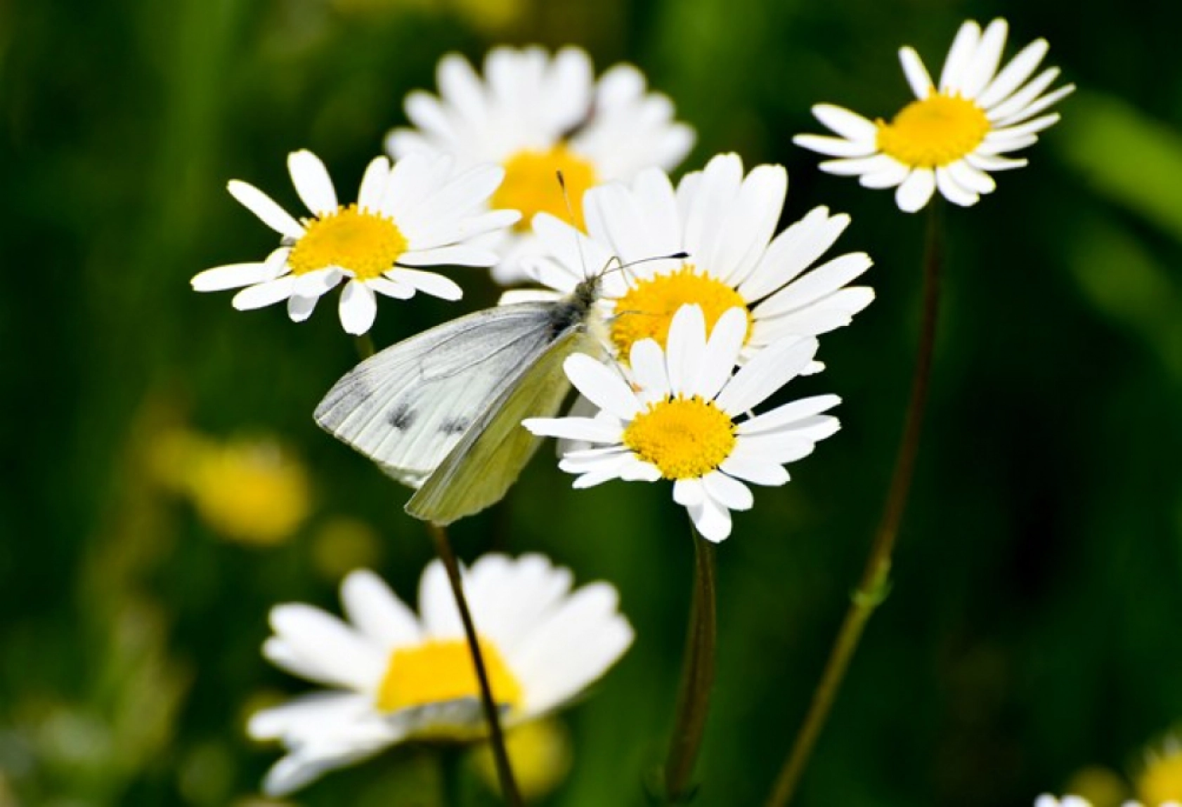 Kars'ın yüksek kesimleri rengarenk çiçeklerle kaplandı