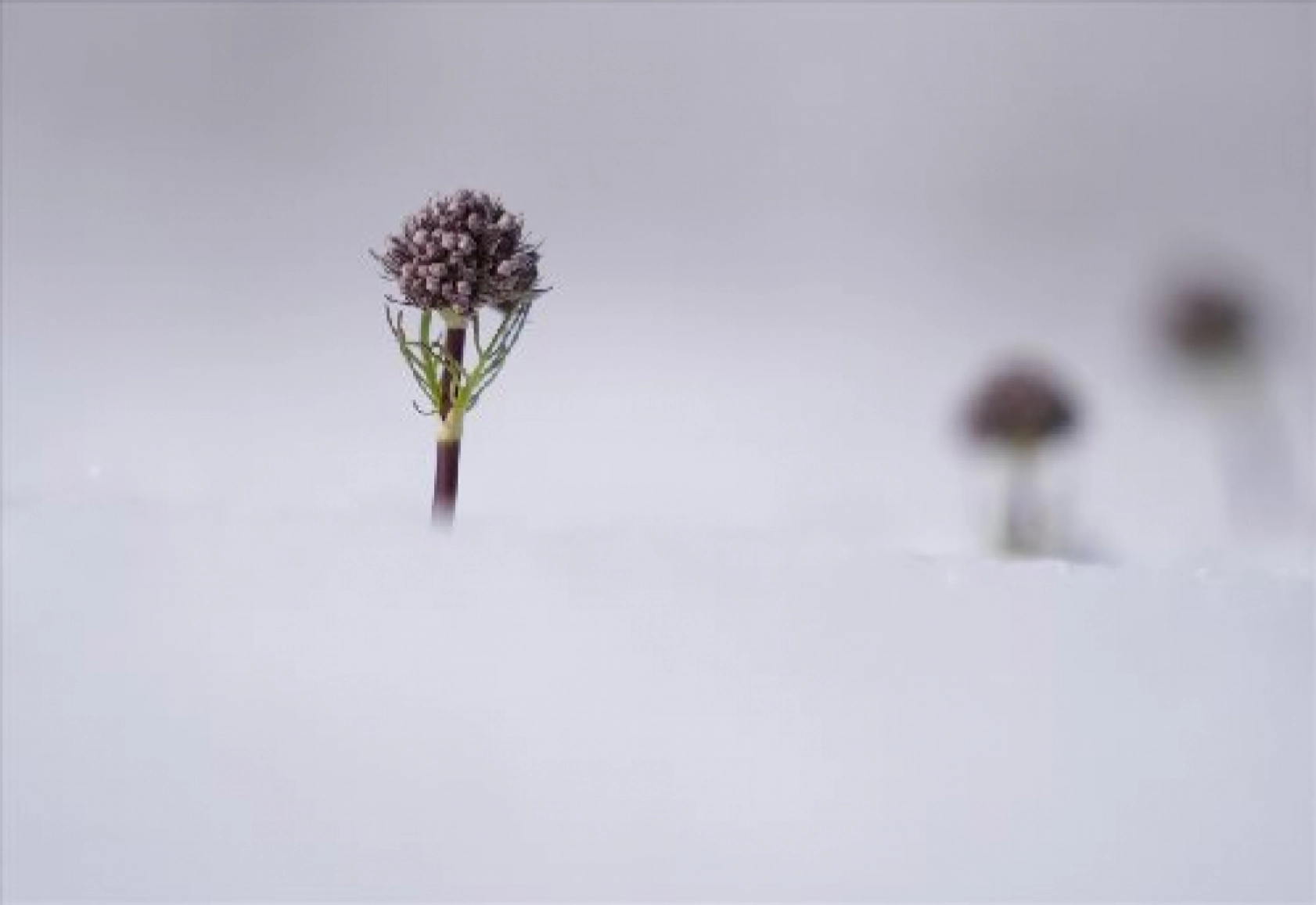 Palandöken Dağı'nda açan çiçekler doğaya renk kattı