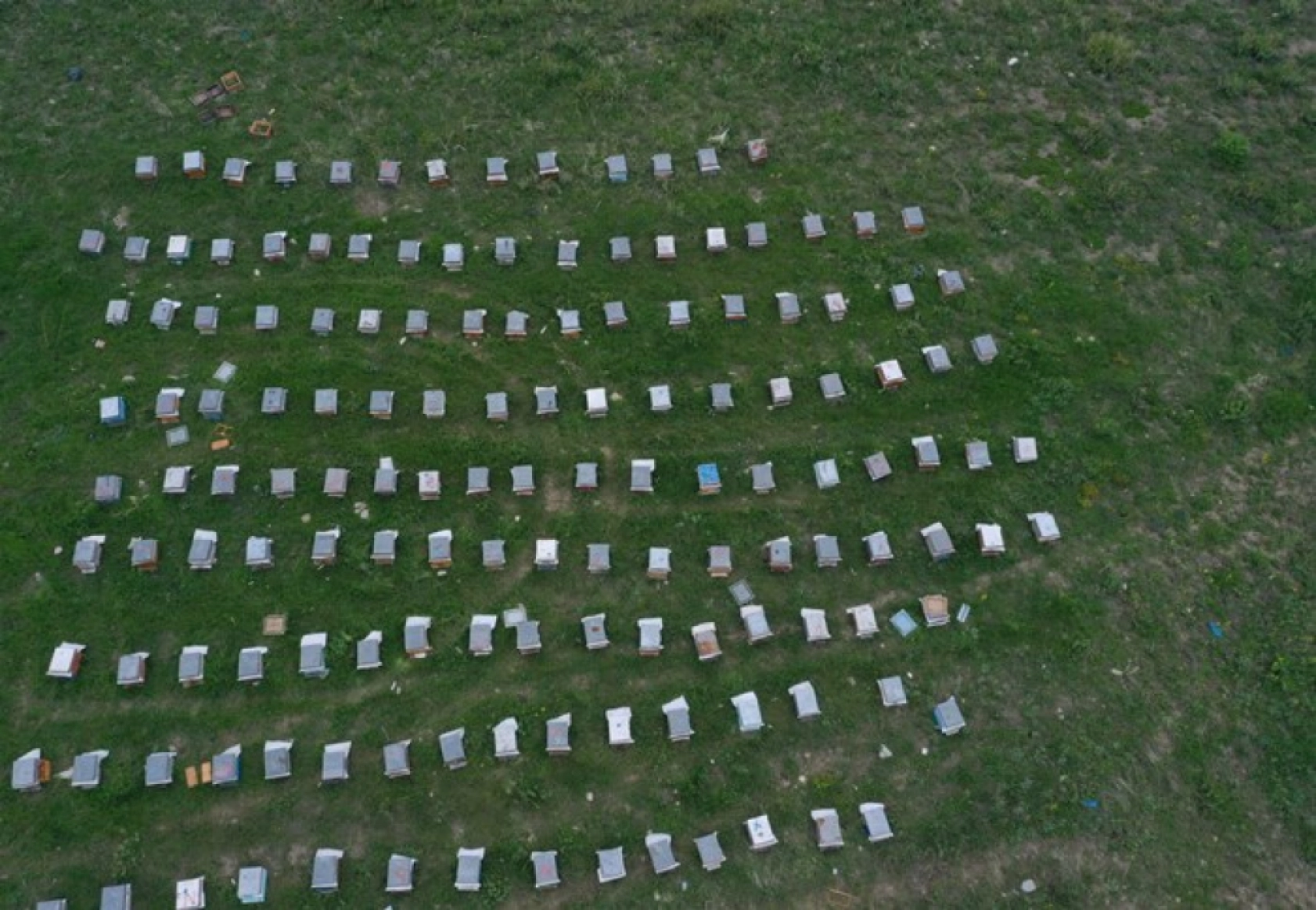 Üç kardeş Ağrı'nın dağlarında omuz omuza bal üretiyor