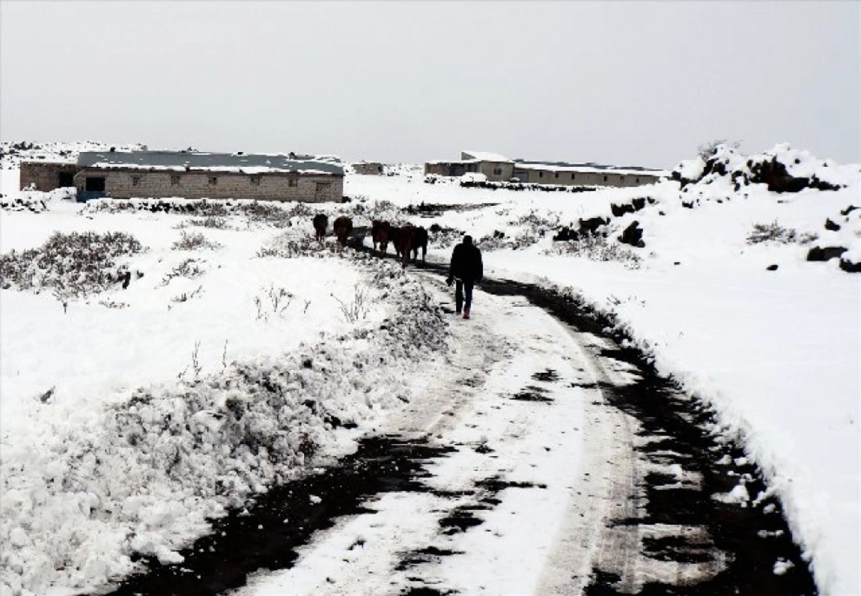 Iğdır'ın dağ köylerindeki besicilerin zorlu kış mesaisi başladı