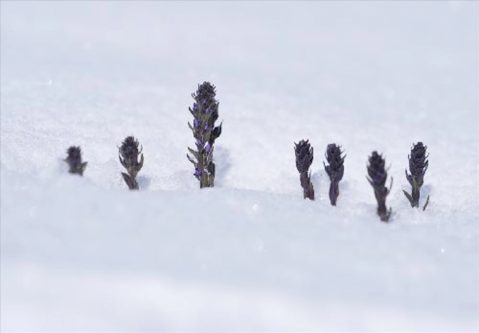 Palandöken Dağı'nda açan çiçekler doğaya renk kattı