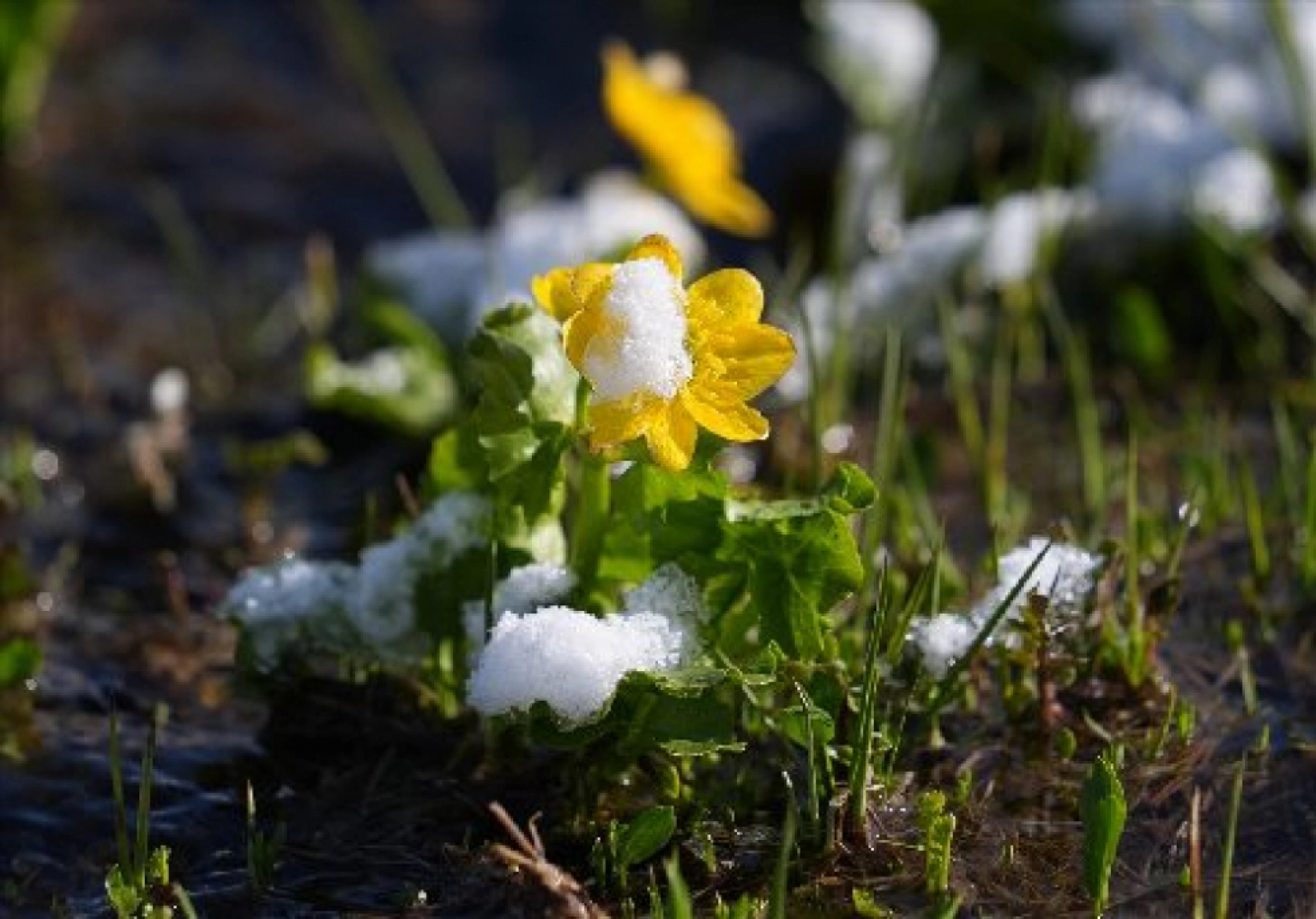 Palandöken Dağı'nda açan çiçekler doğaya renk kattı