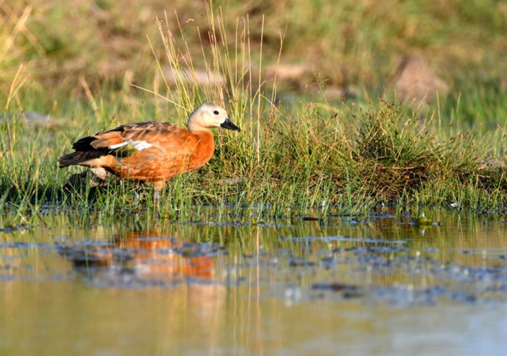 Sarıkamış'ın sulak alanları yaban kuşlarına ev sahipliği yapıyor
