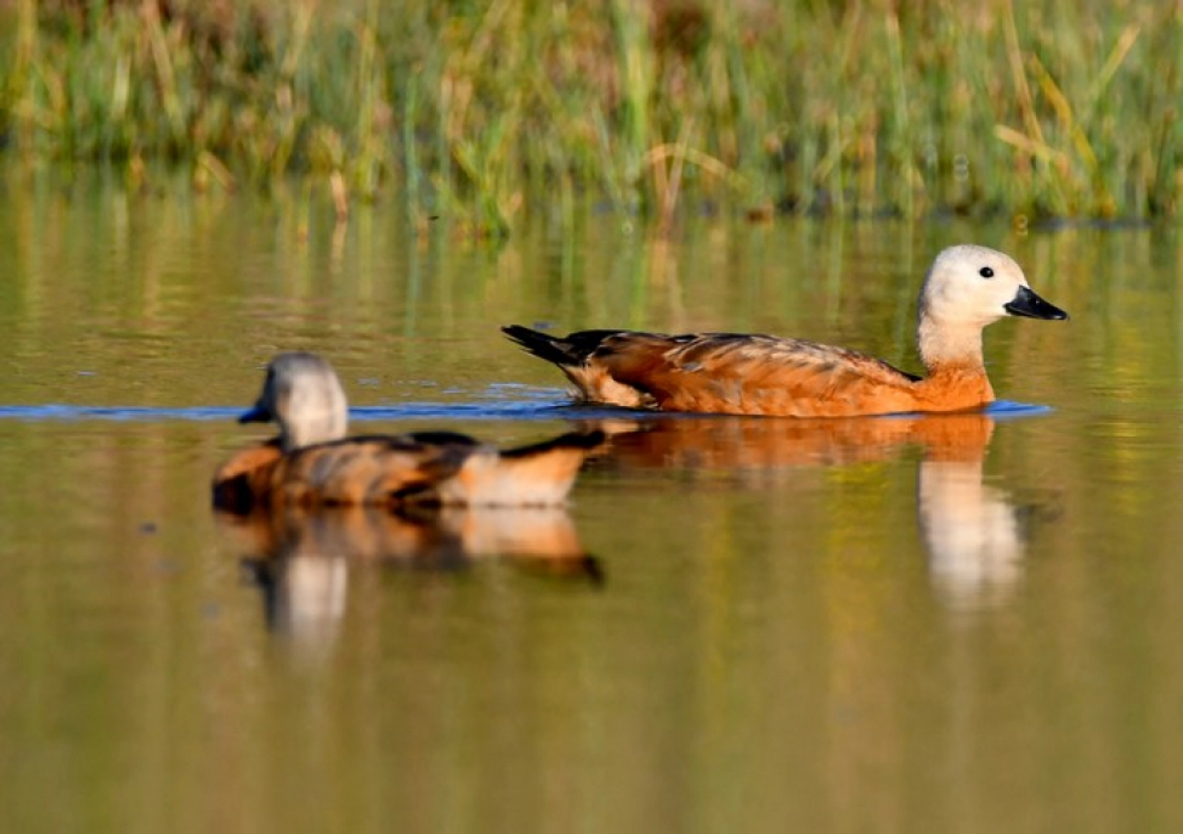 Sarıkamış'ın sulak alanları yaban kuşlarına ev sahipliği yapıyor
