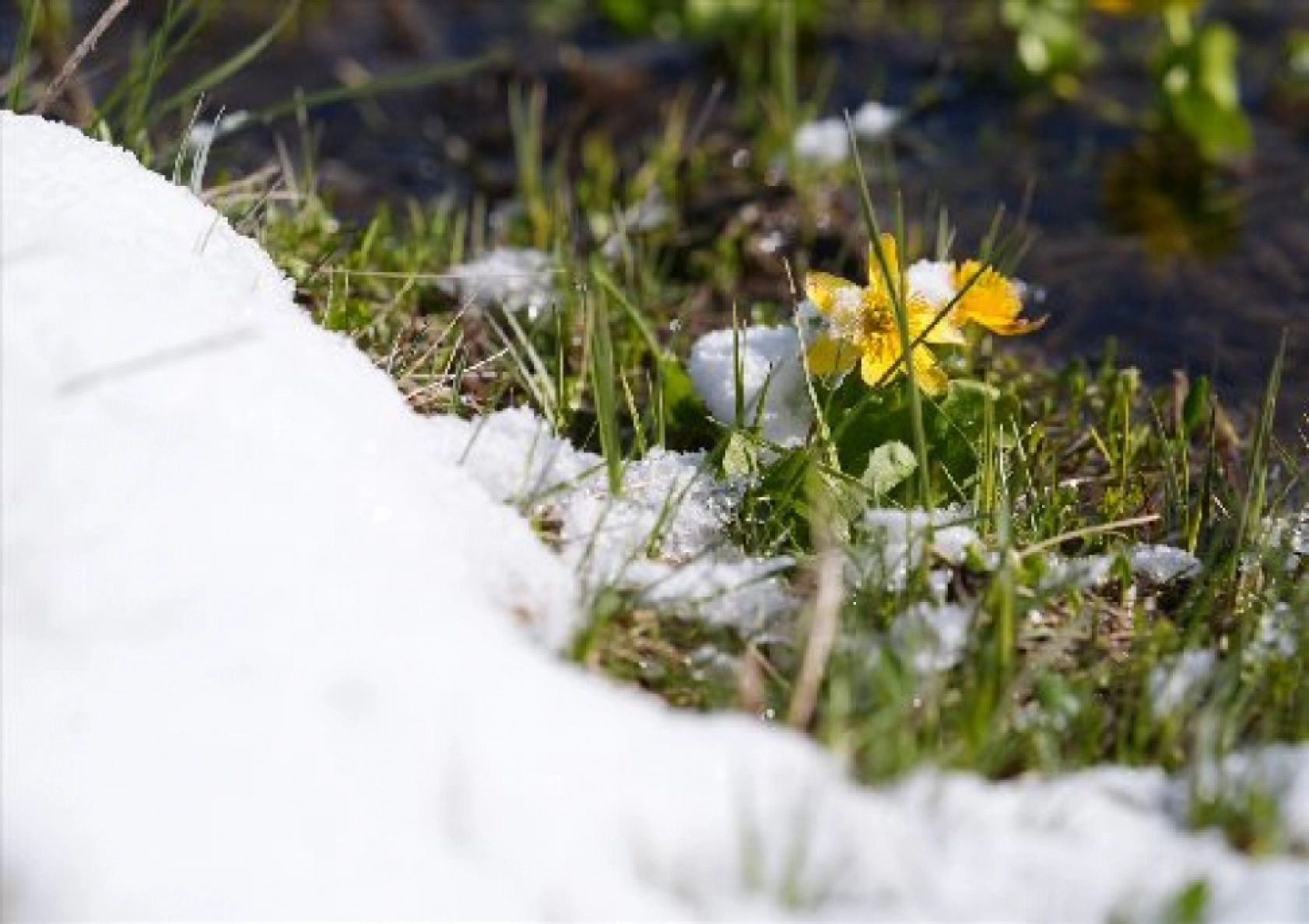 Palandöken Dağı'nda açan çiçekler doğaya renk kattı