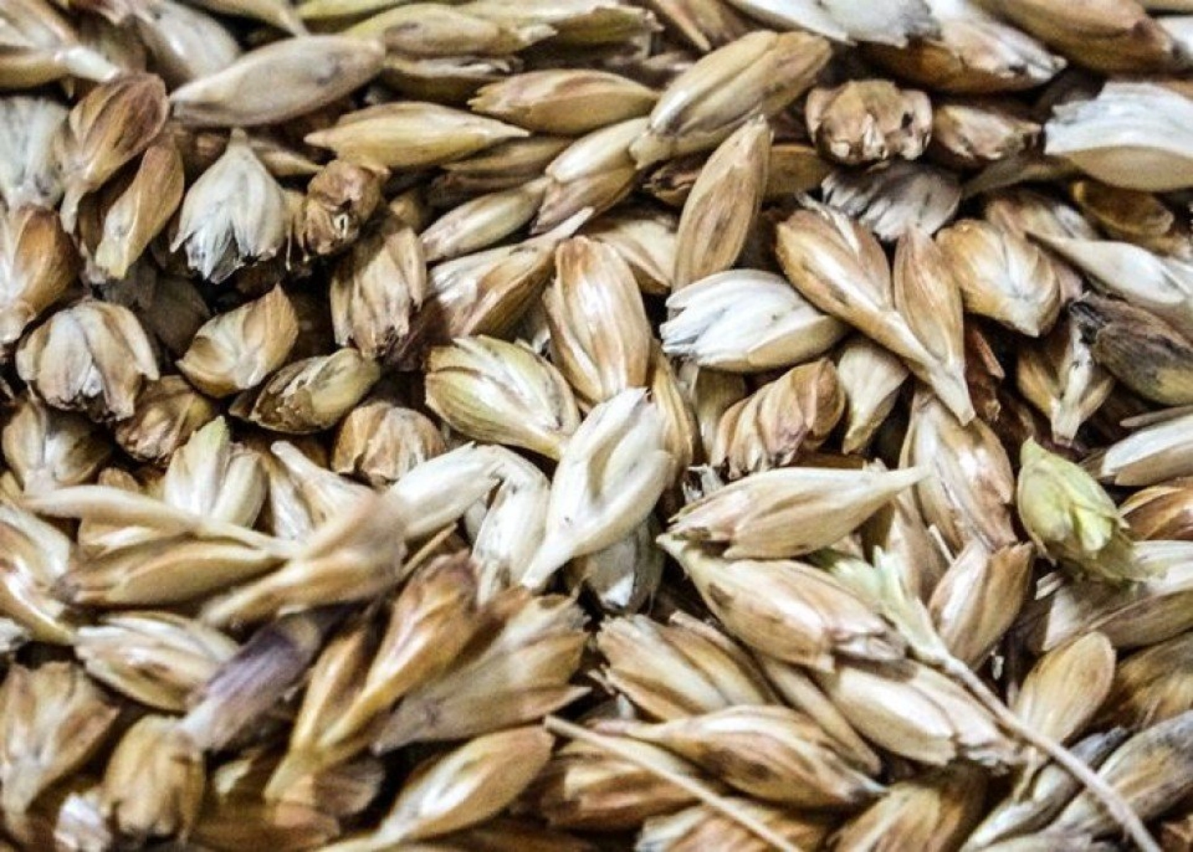 Kavılca Buğdayı ülke ekonomisine katma değer katacak