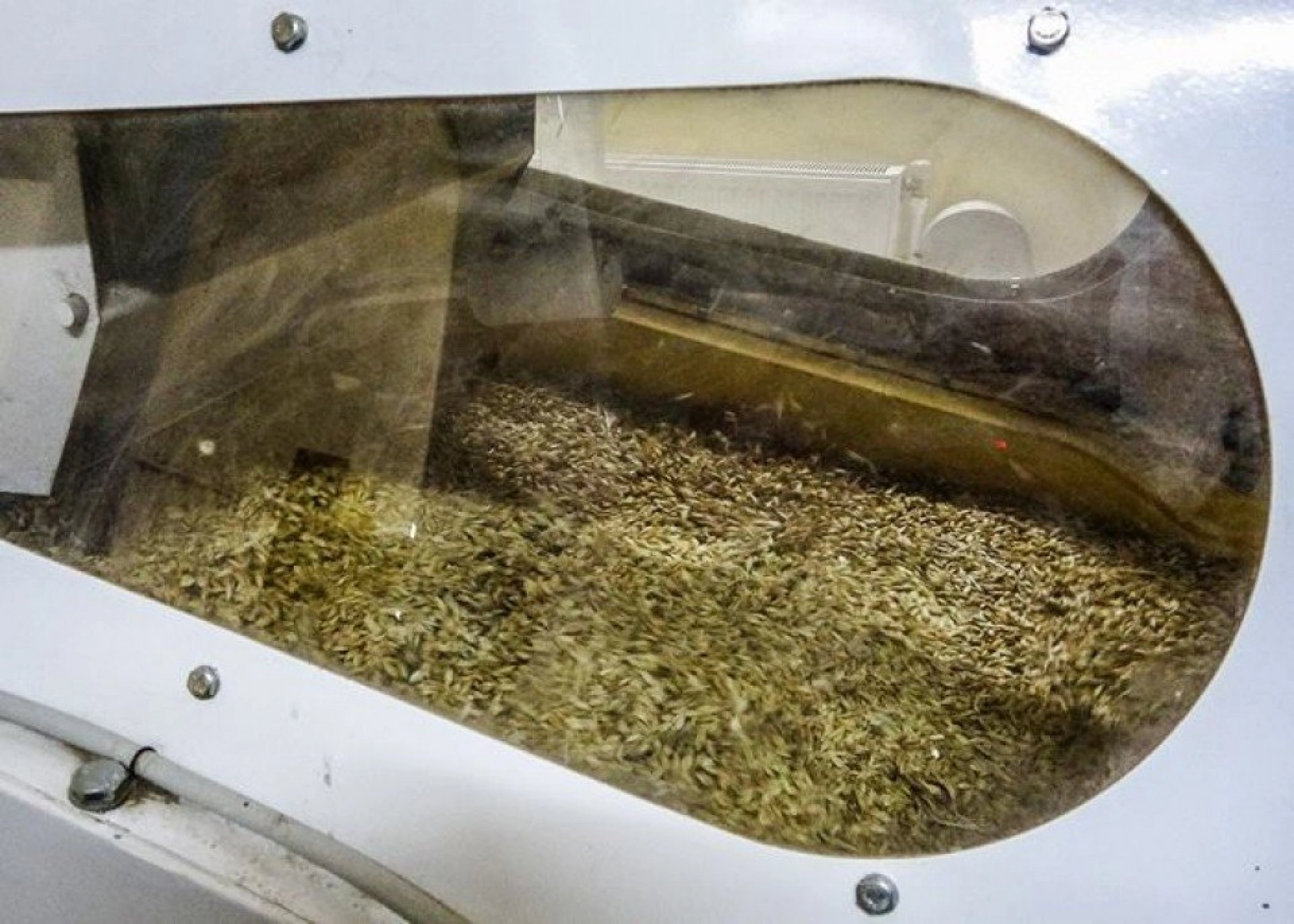 Kavılca Buğdayı ülke ekonomisine katma değer katacak