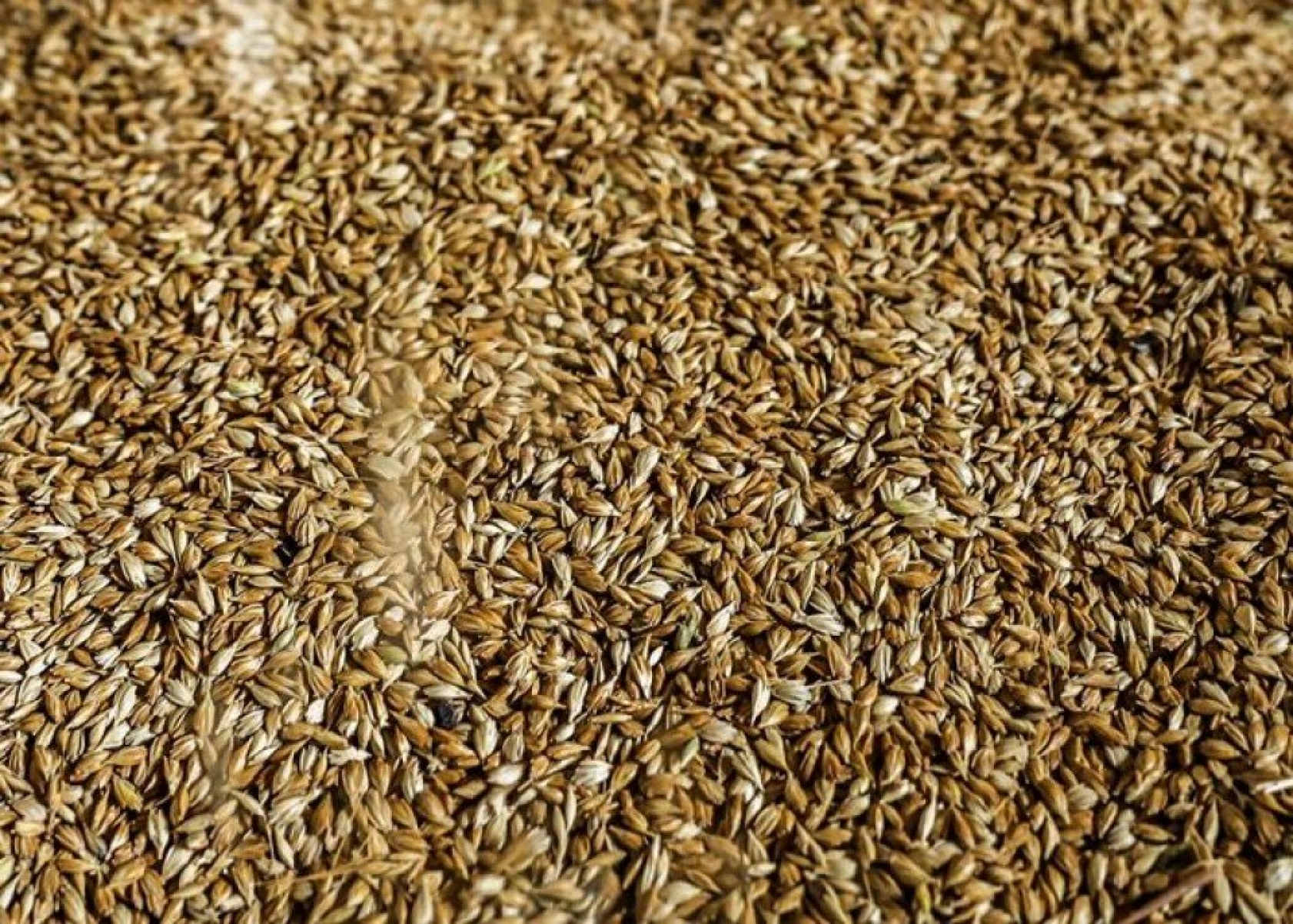 Kavılca Buğdayı ülke ekonomisine katma değer katacak