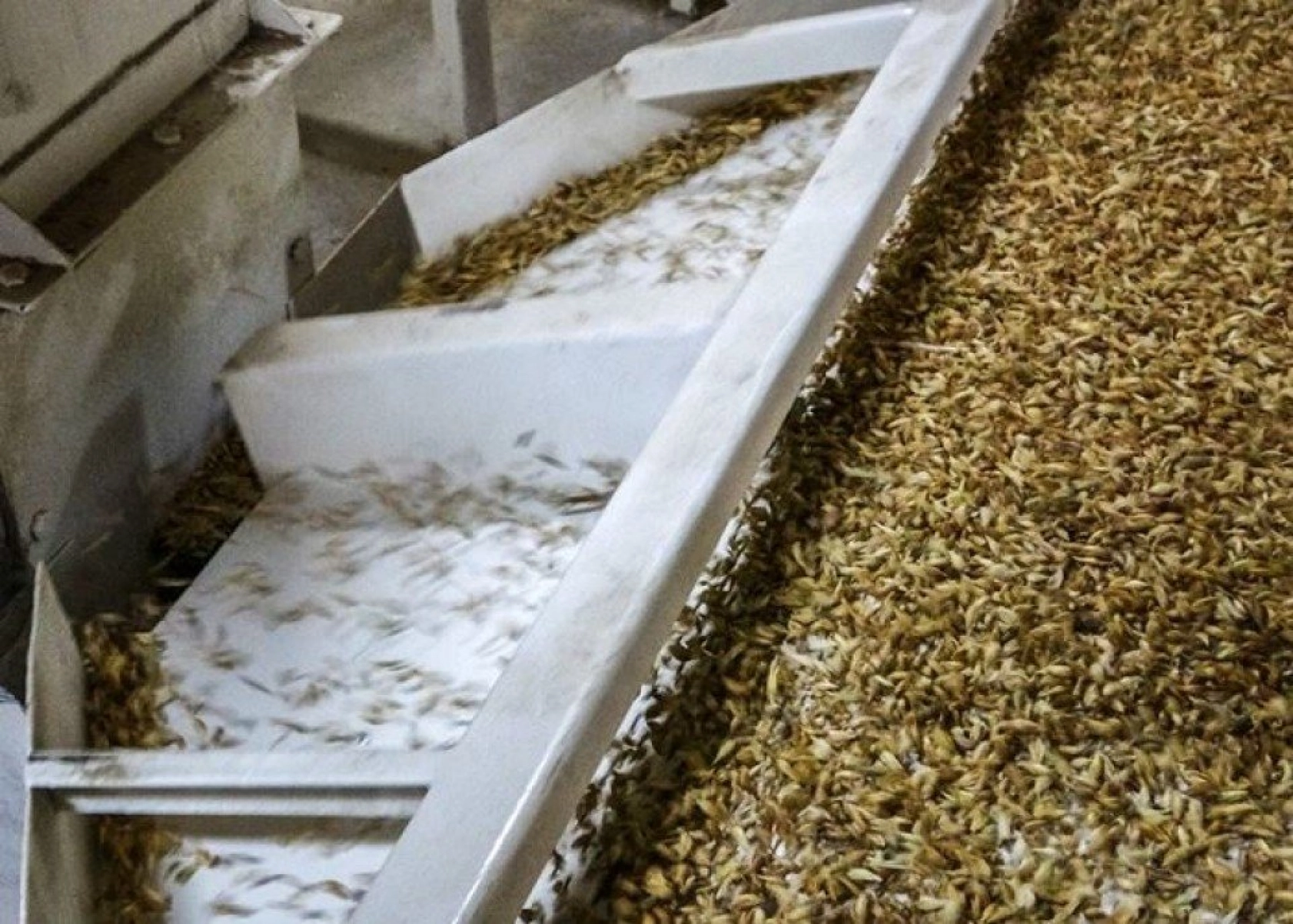 Kavılca Buğdayı ülke ekonomisine katma değer katacak