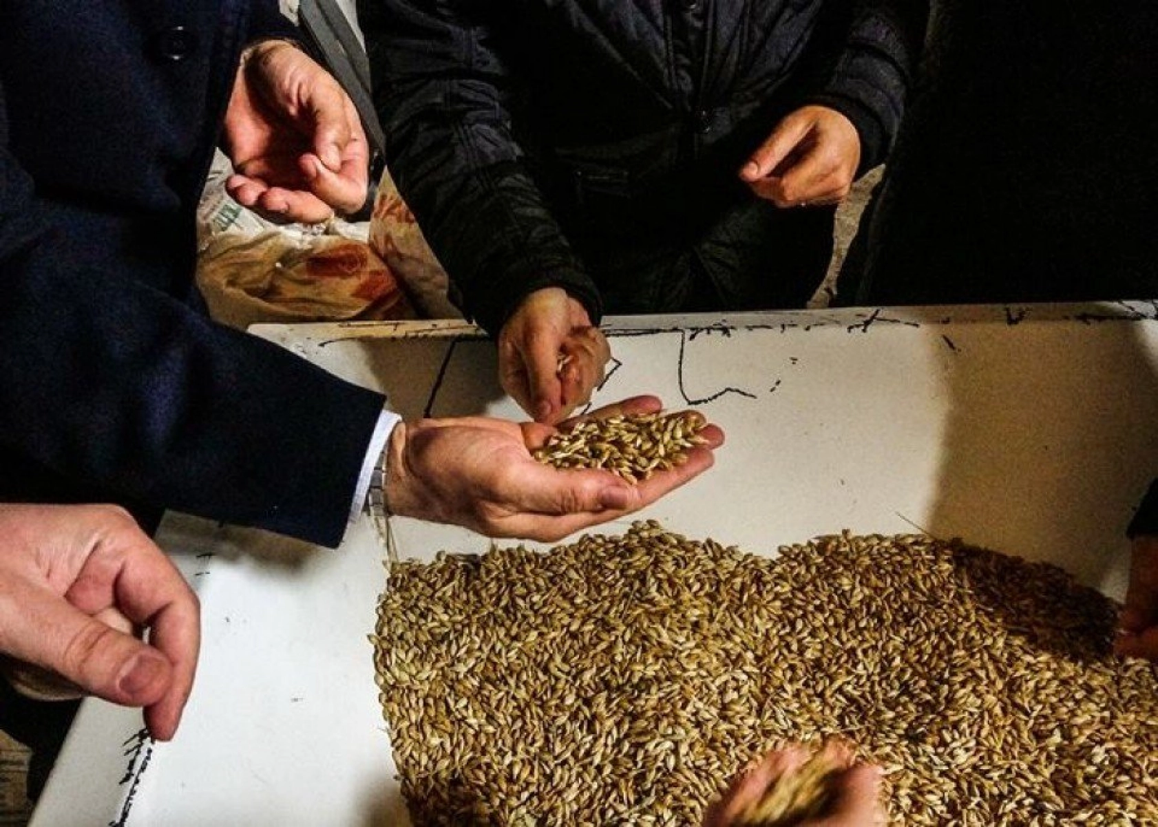 Kavılca Buğdayı ülke ekonomisine katma değer katacak