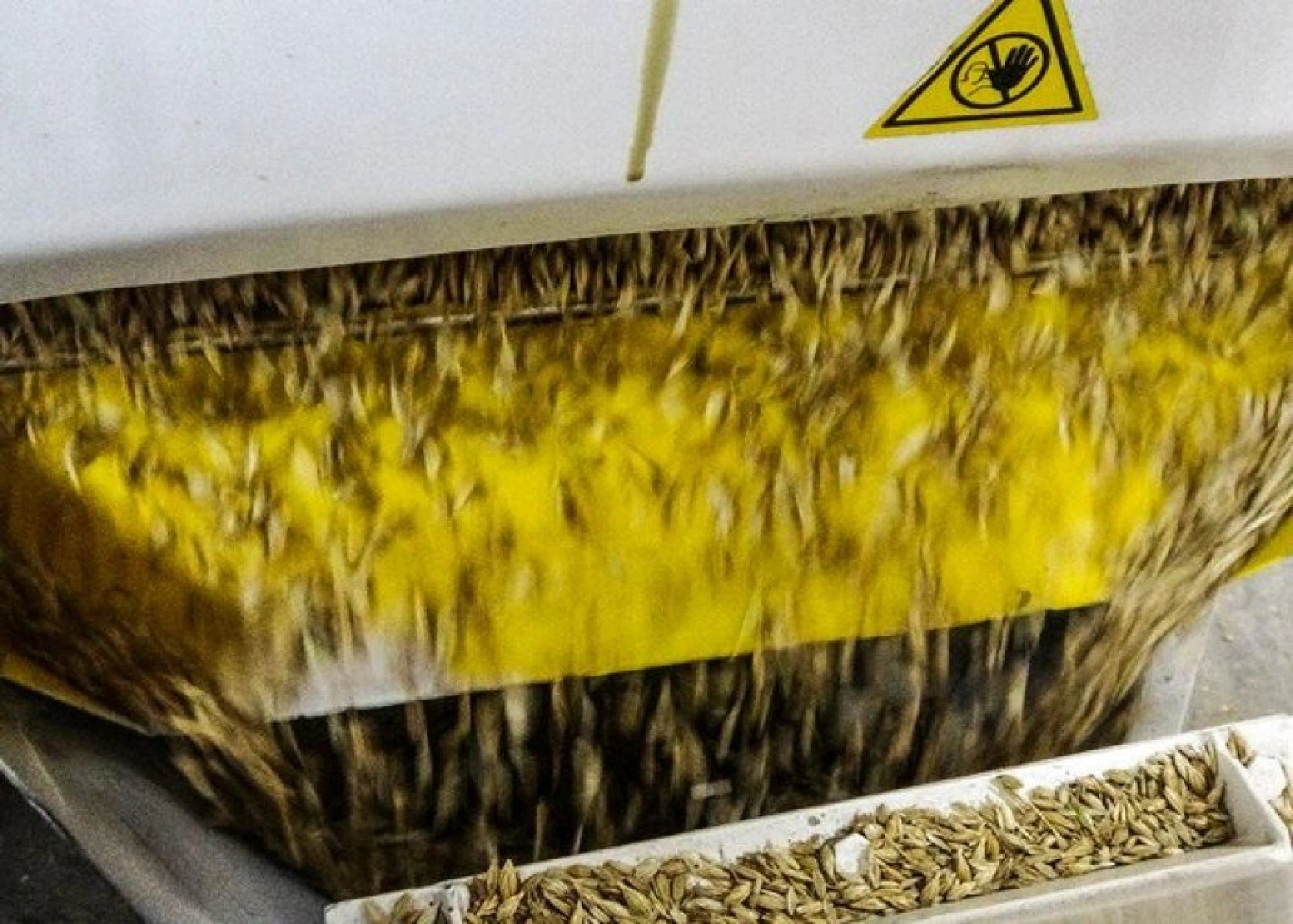 Kavılca Buğdayı ülke ekonomisine katma değer katacak