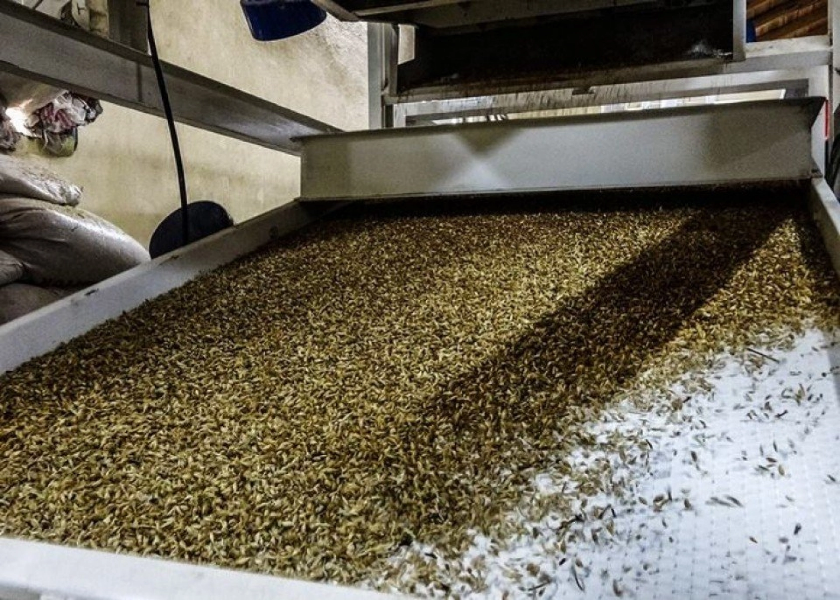 Kavılca Buğdayı ülke ekonomisine katma değer katacak