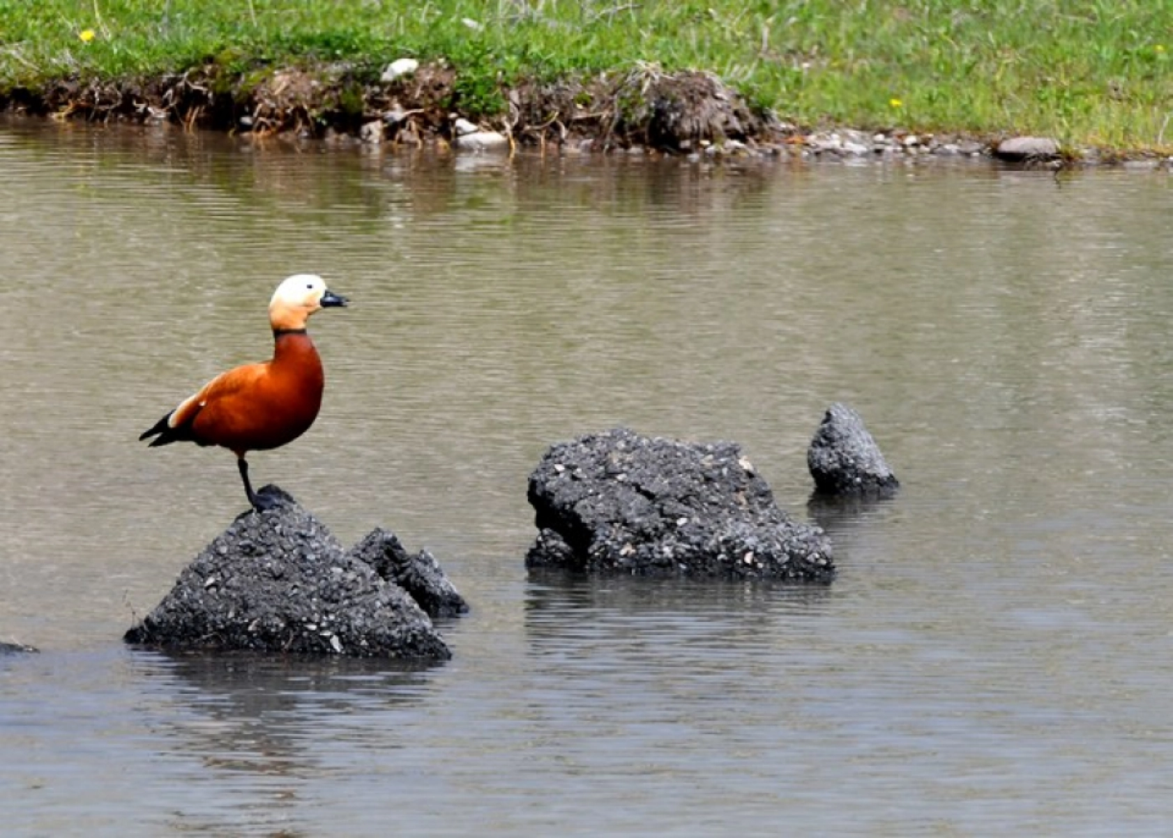 Kars'ın yüksek kesimleri rengarenk çiçeklerle kaplandı