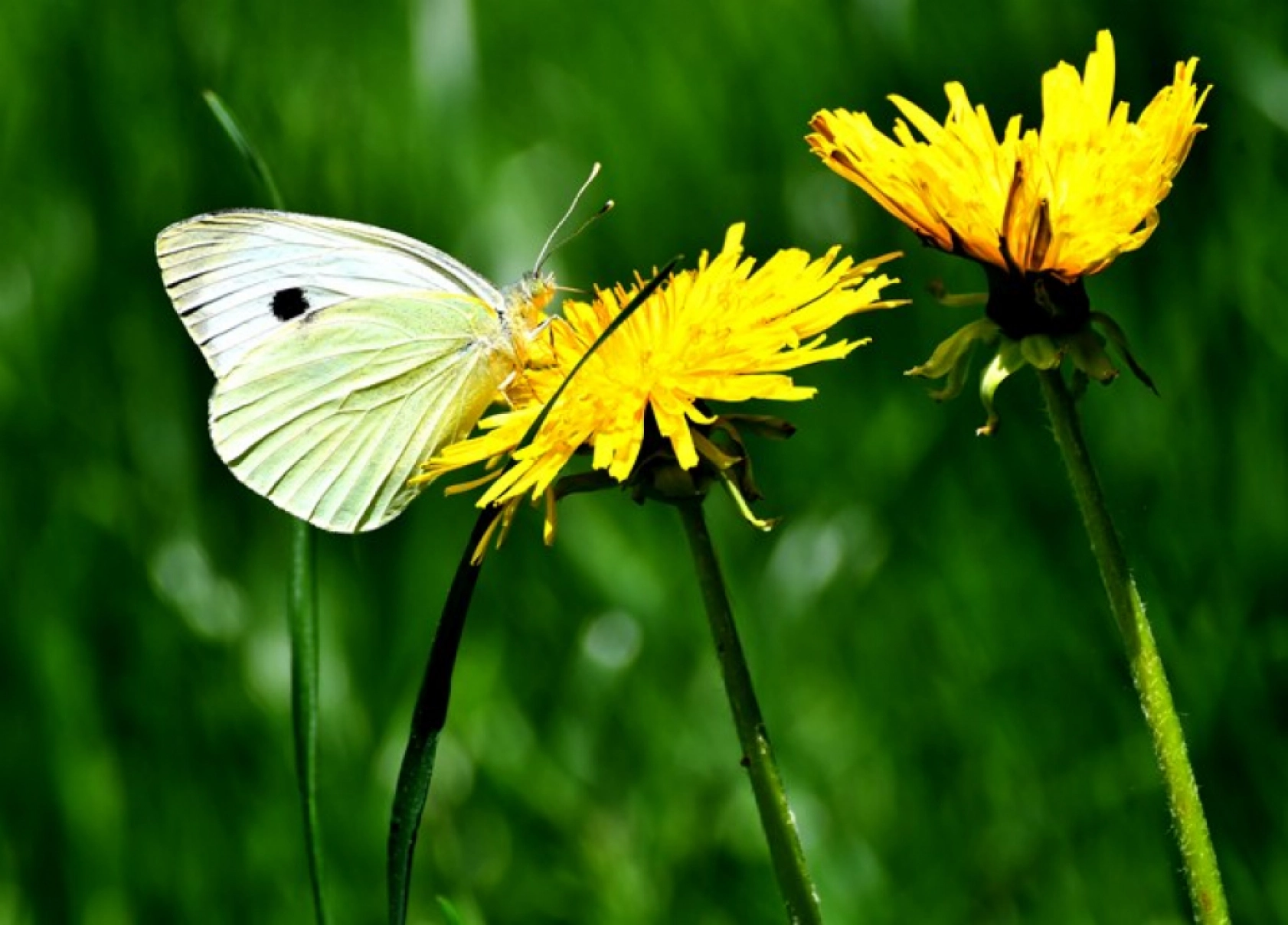 Kars'ın yüksek kesimleri rengarenk çiçeklerle kaplandı