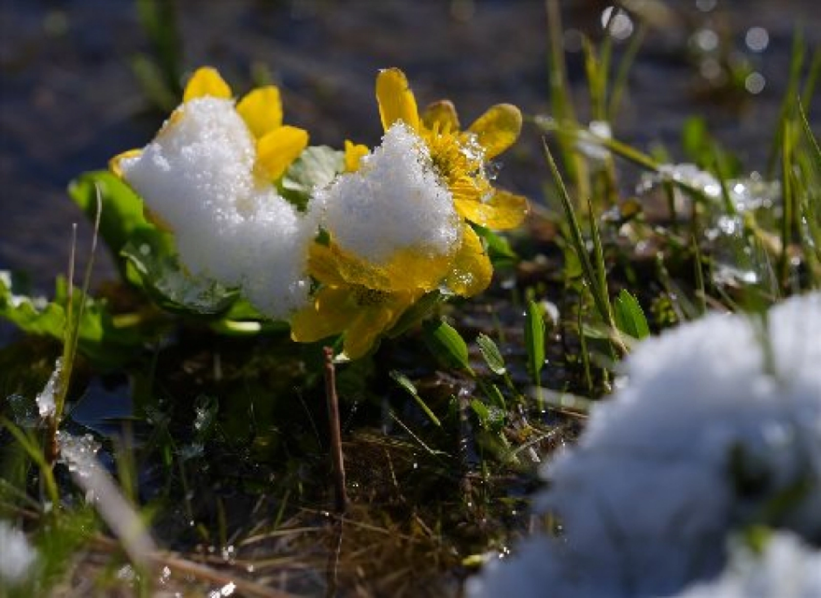 Palandöken Dağı'nda açan çiçekler doğaya renk kattı