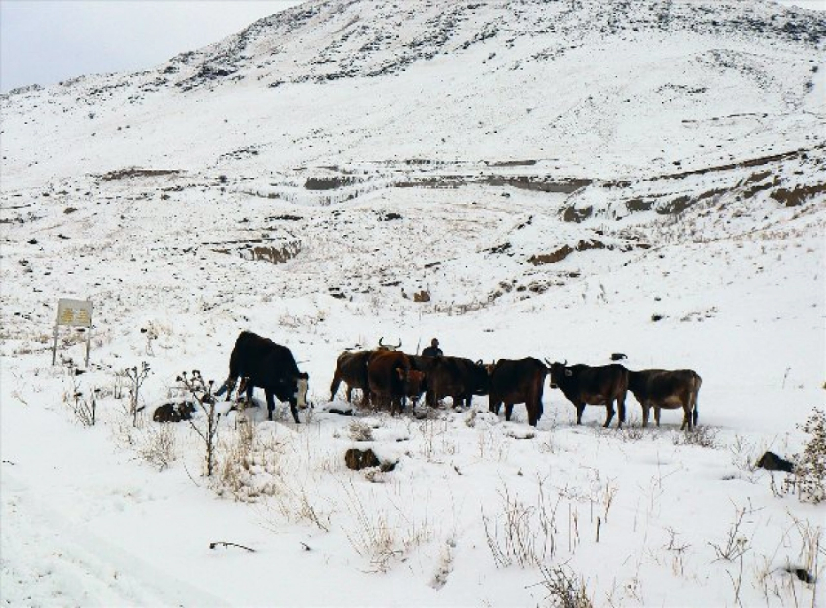 Iğdır'ın dağ köylerindeki besicilerin zorlu kış mesaisi başladı