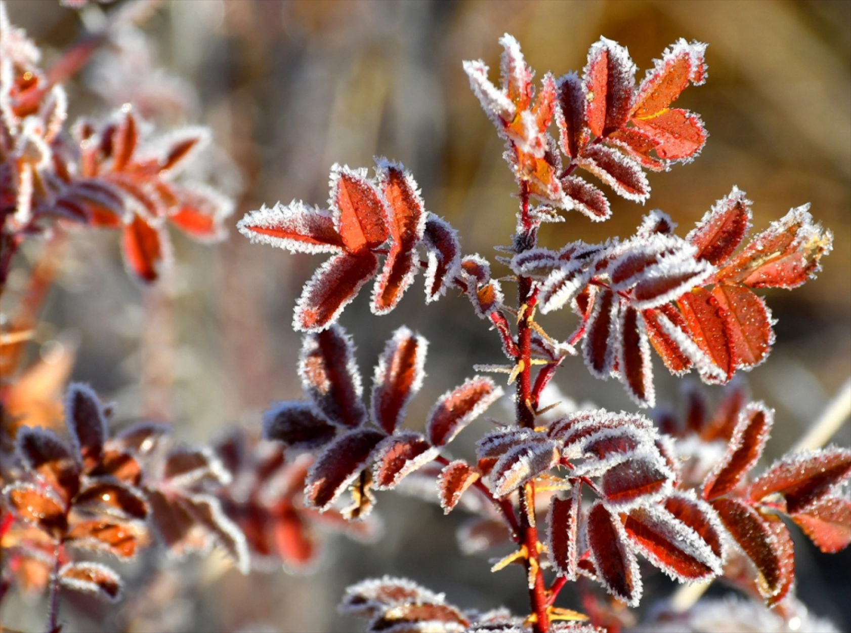 Ardahan ve Kars'ta soğuk hava kırağı, buzlanma ve sis oluşturdu